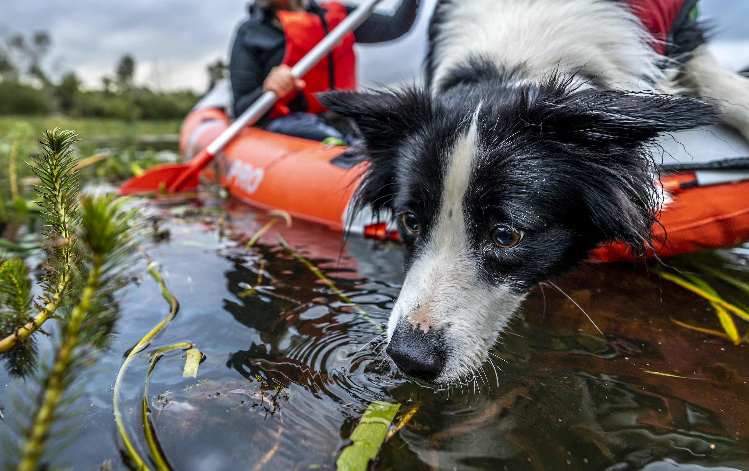 A conservation detector dog sniffs out invasive plants in a lake in southeastern Australia.