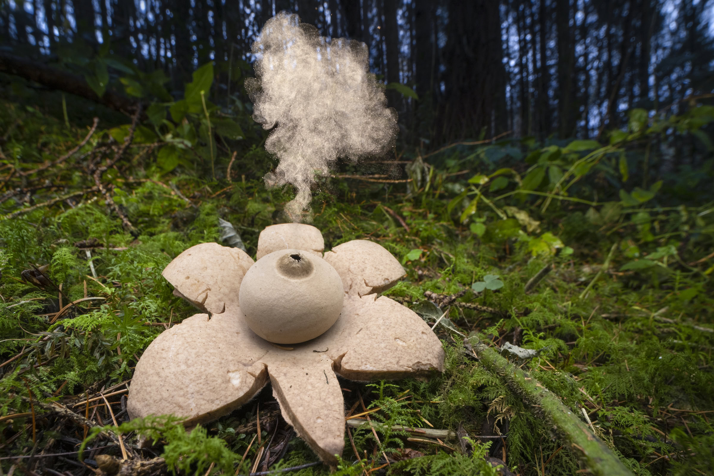 Collared earthstar, Peak District National Park, Derbyshire, UK — photographed by Alex Hyde