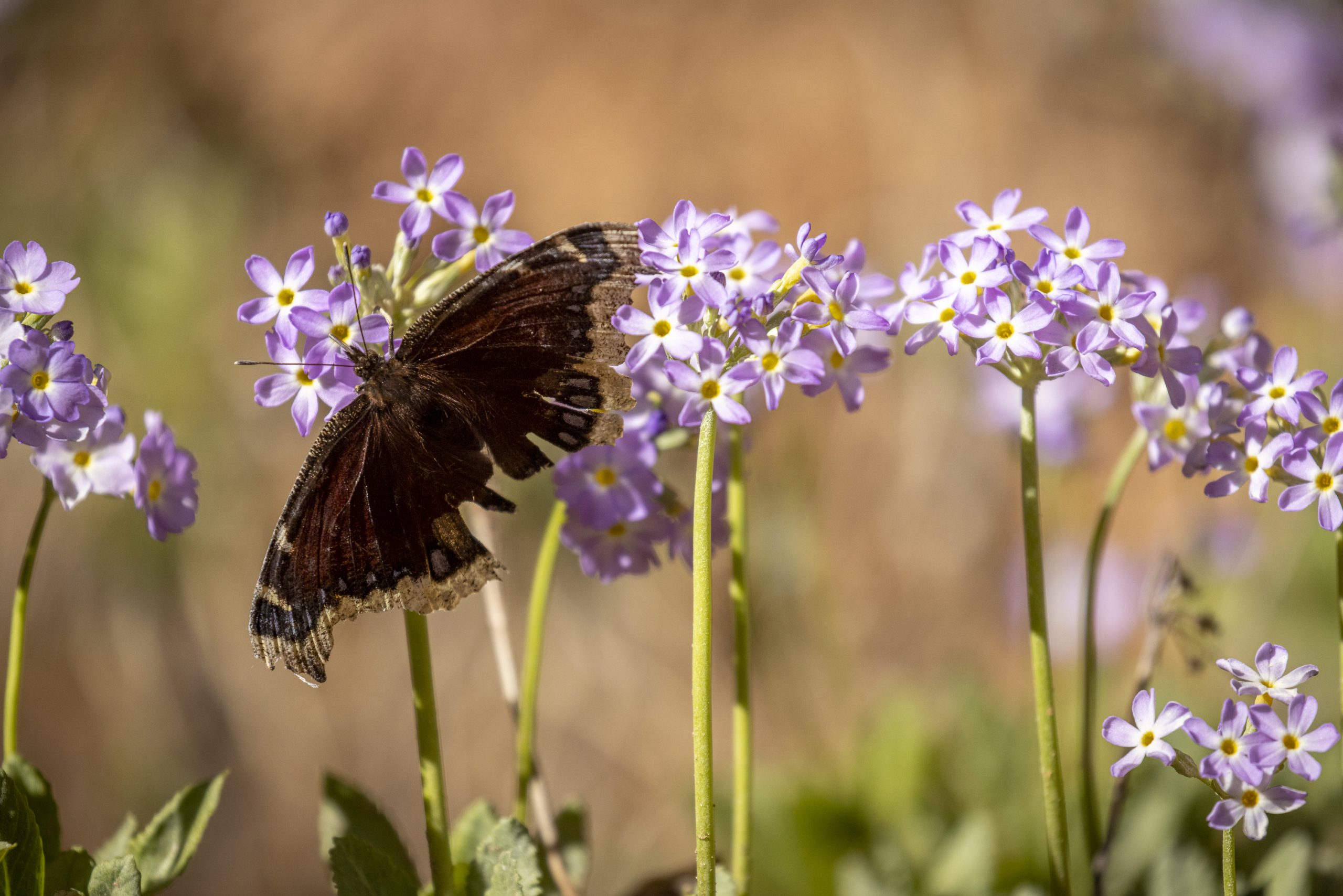 A mourning cloak butterfly alights on cave primrose growing in a hanging garden in Utah. Mourning cloaks prefer tree sap, especially from oaks, but will feed on flower nectar found in riparian areas during their migration across the arid desert.