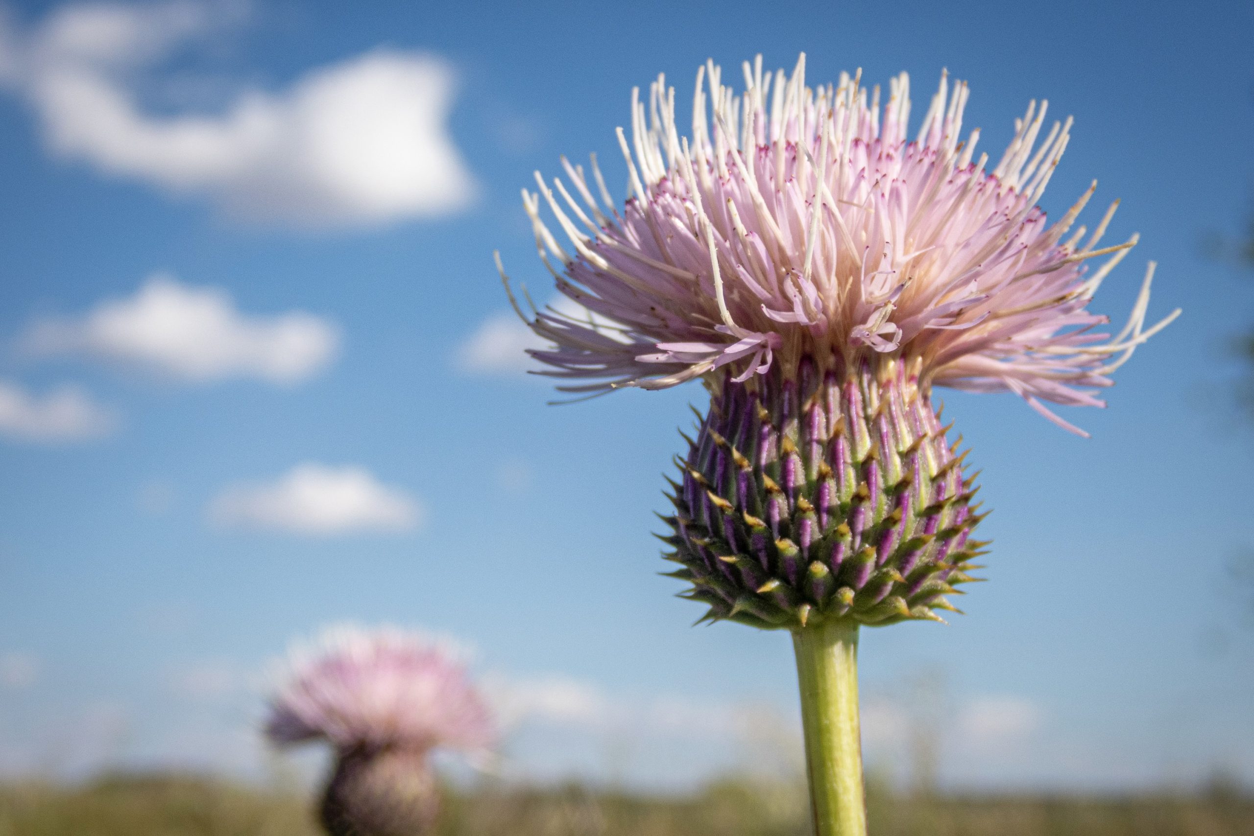 Wright's marsh thistle, a federally threatened species, grows in Santa Rosa’s spring-fed wetlands.