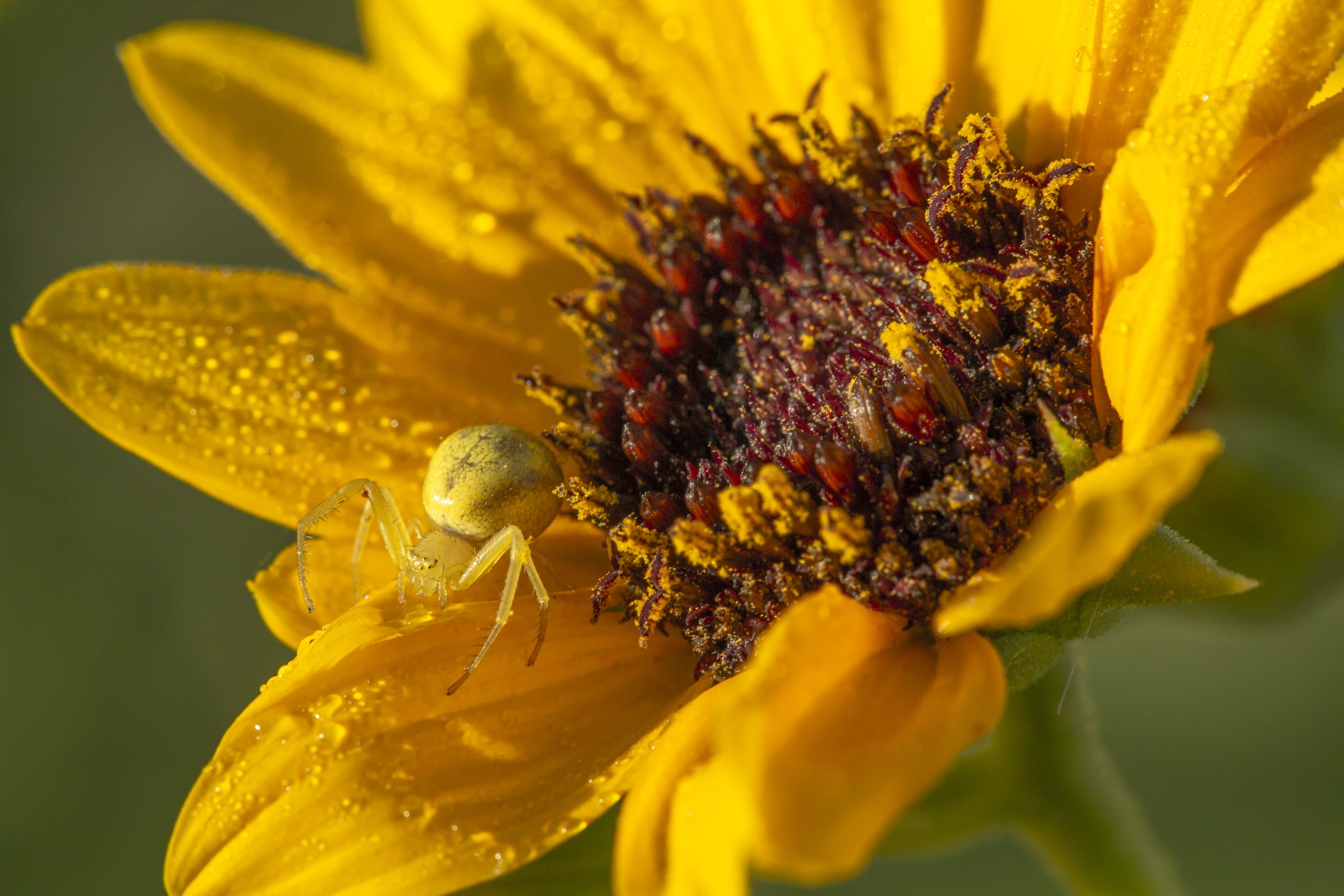 A goldenrod crab spider waits for its next insect meal on a Pecos sunflower blossom. The spiders change their body color from white to yellow to blend in with the type of flower they visit.