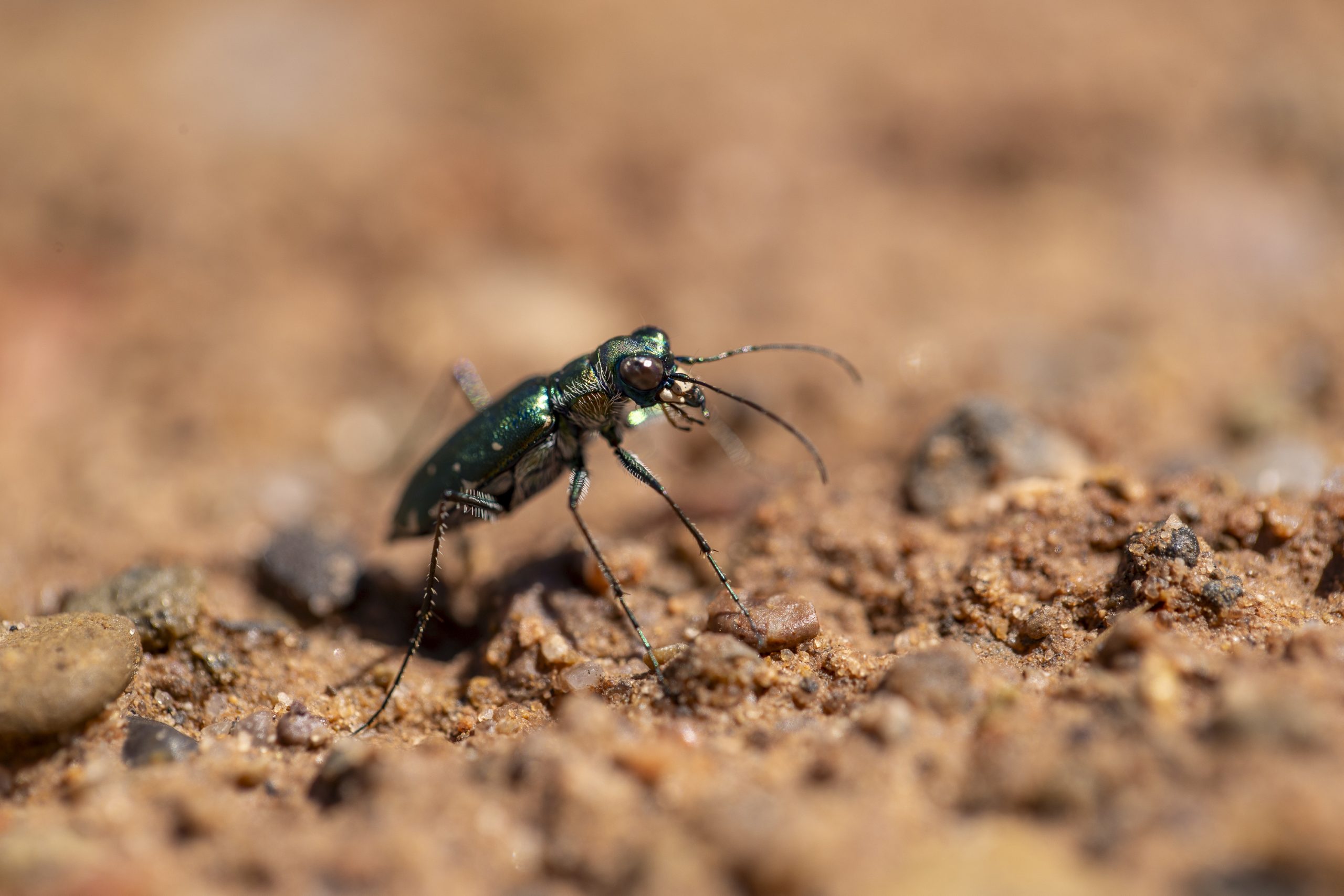One of many tiger beetle species found at the edges of lakes and creeks during the Santa Rosa bioblitz. Aggressive predators and environmental indicator species, these fast-moving adults can cover 120 times their body length in a single second.