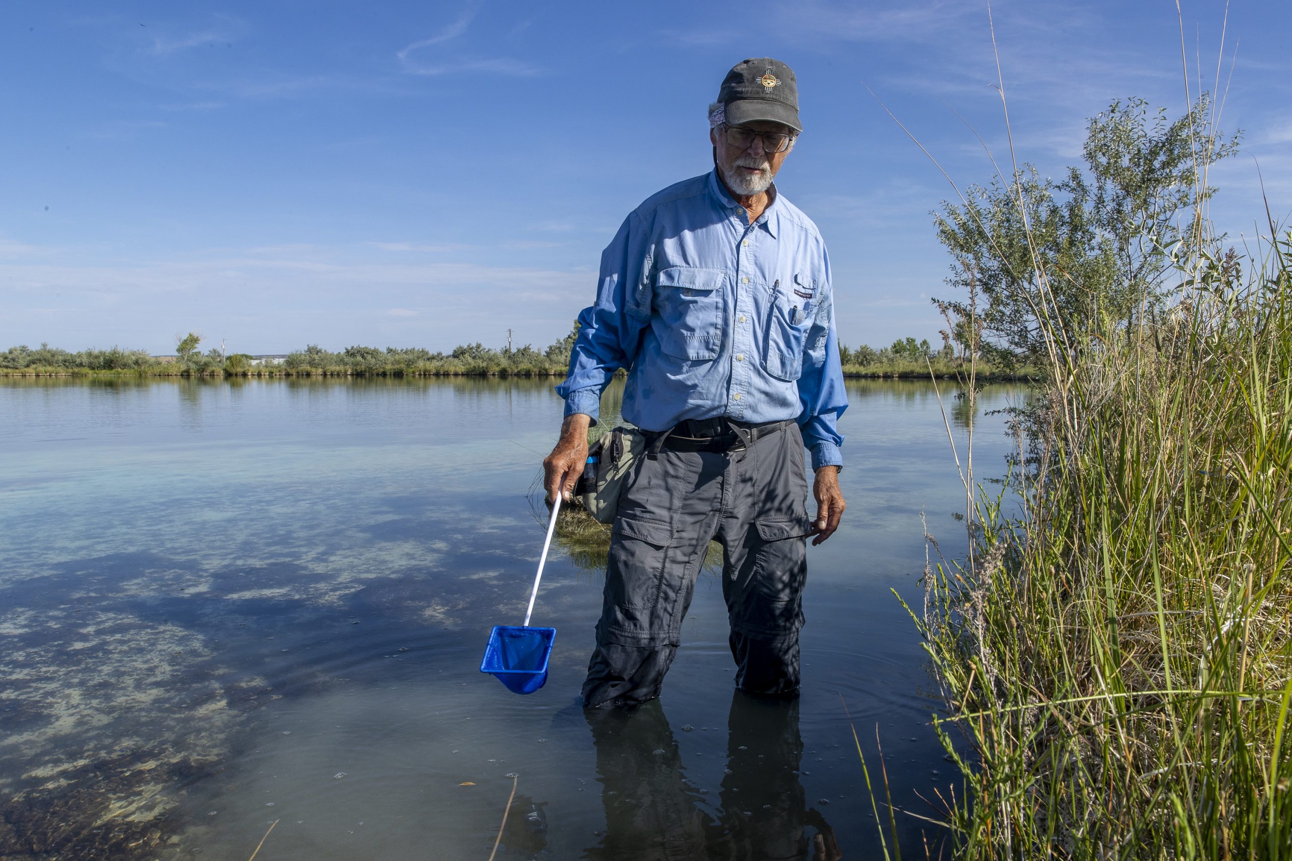 Larry Stevens, director of the Springs Stewardship Institute, searches the edge of a spring-fed sinkhole lake for aquatic insects during the Santa Rosa bioblitz in July 2022.