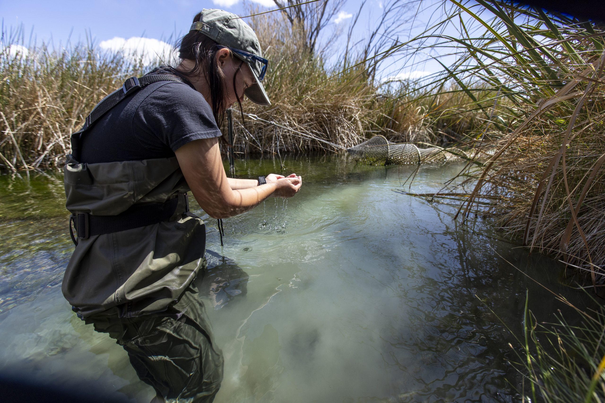 Emma Priger, an aquatic conservation intern at Nevada's Ash Meadows National Wildlife Refuge, checks for springsnails (genus Pyrgulopsis) near a hoop net designed to catch invasive fish. Her year-long deployment focused on eradicating the green sunfish that preys on the endangered Ash Meadows Amargosa pupfish.