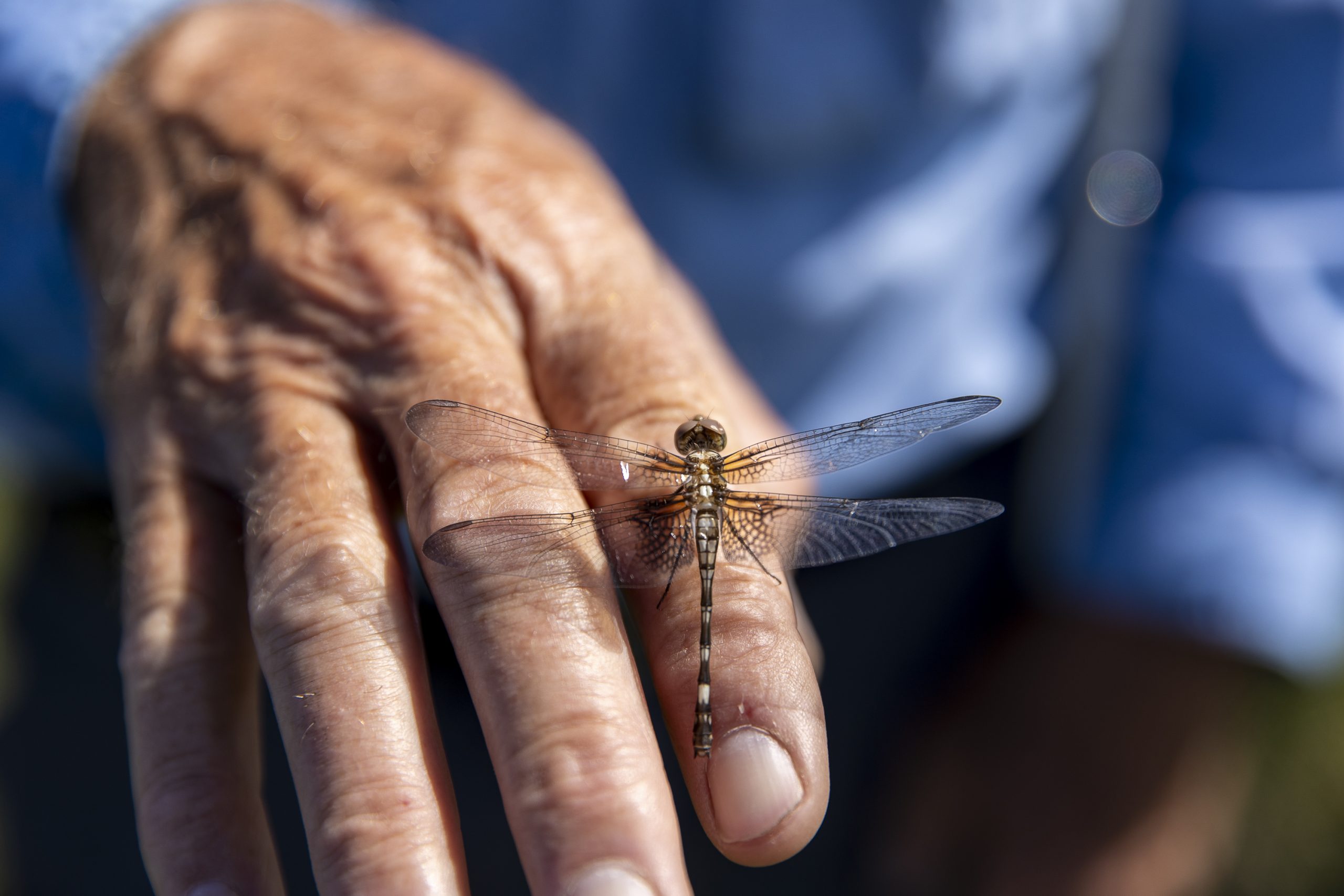 A checkered setwing dragonfly (Dythemis fugax) found during the Santa Rosa bioblitz in July 2022.