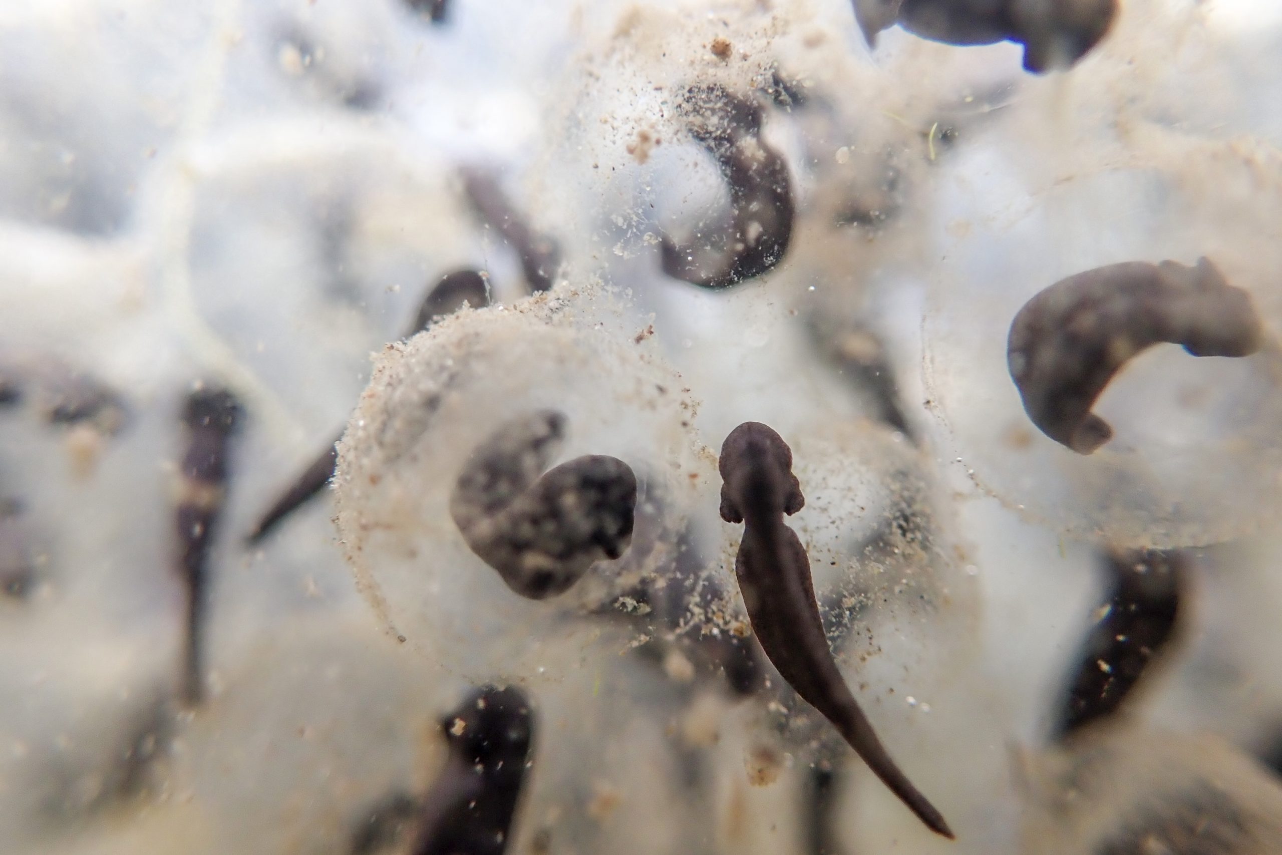A Northern leopard frog tadpole clings to an egg mass after hatching in an arid-land spring wetland. Springs in the Southwest are essential to many amphibian species that depend on the presence of water for their survival.