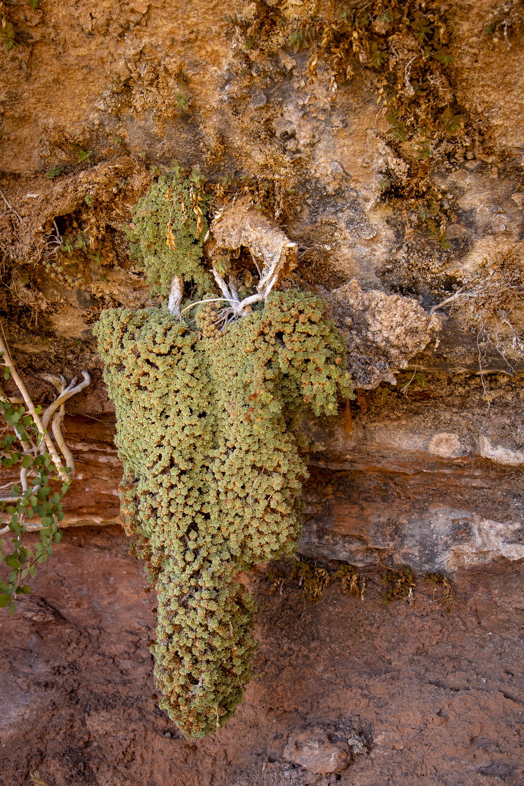 Mat rock spirea (Petrophytum caespitosum) clings to a cliff face that supports a hanging garden in Bears Ears National Monument, Utah.