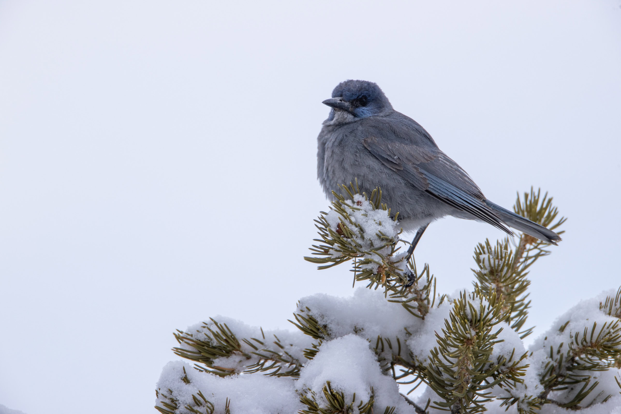 Pinyon jays are year-round residents of the West's Piñon-Juniper woodlands. While they will roam widely outside their home range in search of food, they are not migratory birds.
