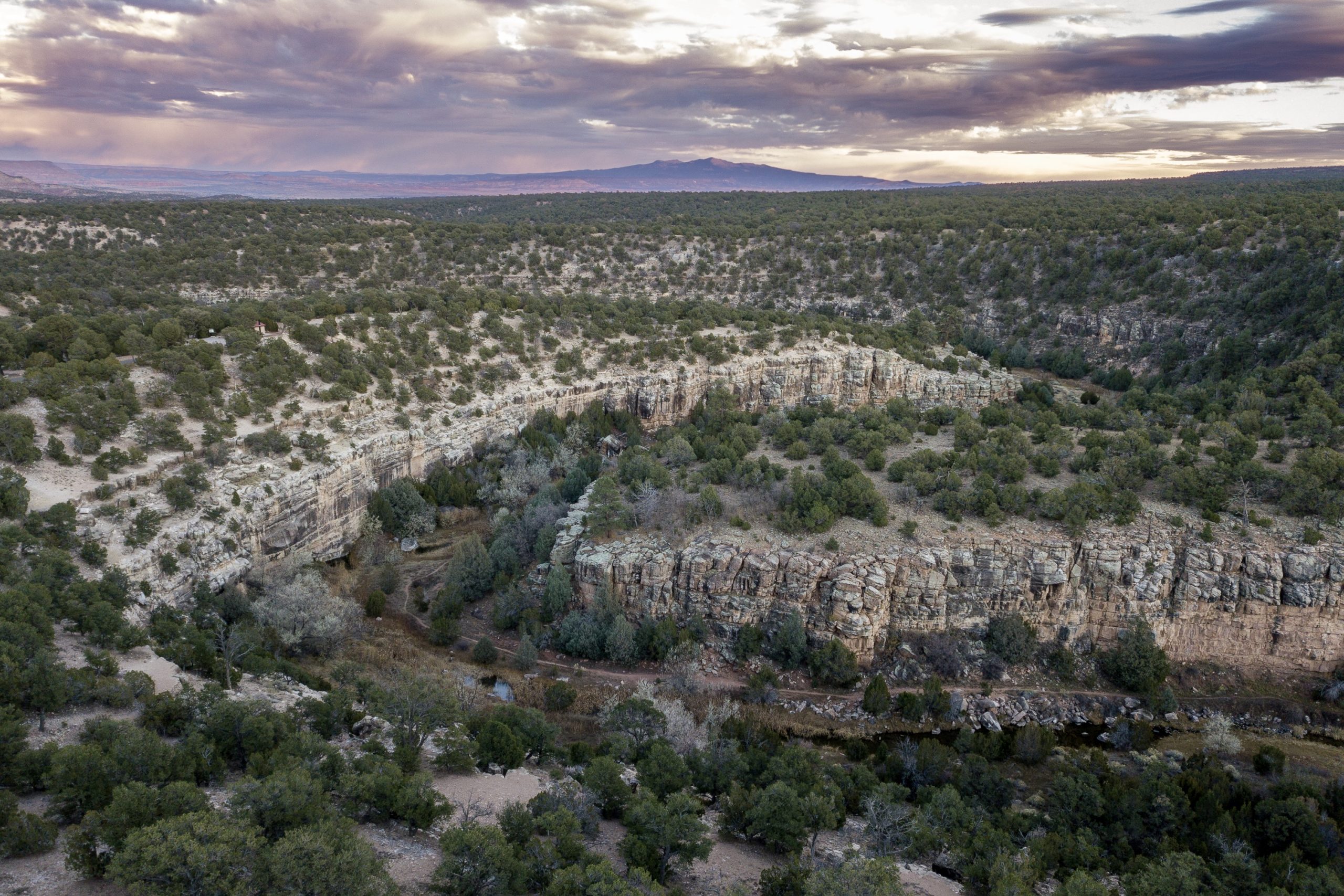 Small pinyon jay flocks of 20-60 birds inhabit the piñon-juniper woodlands of western New Mexico, where historically flock numbers exceeded 500 birds.
