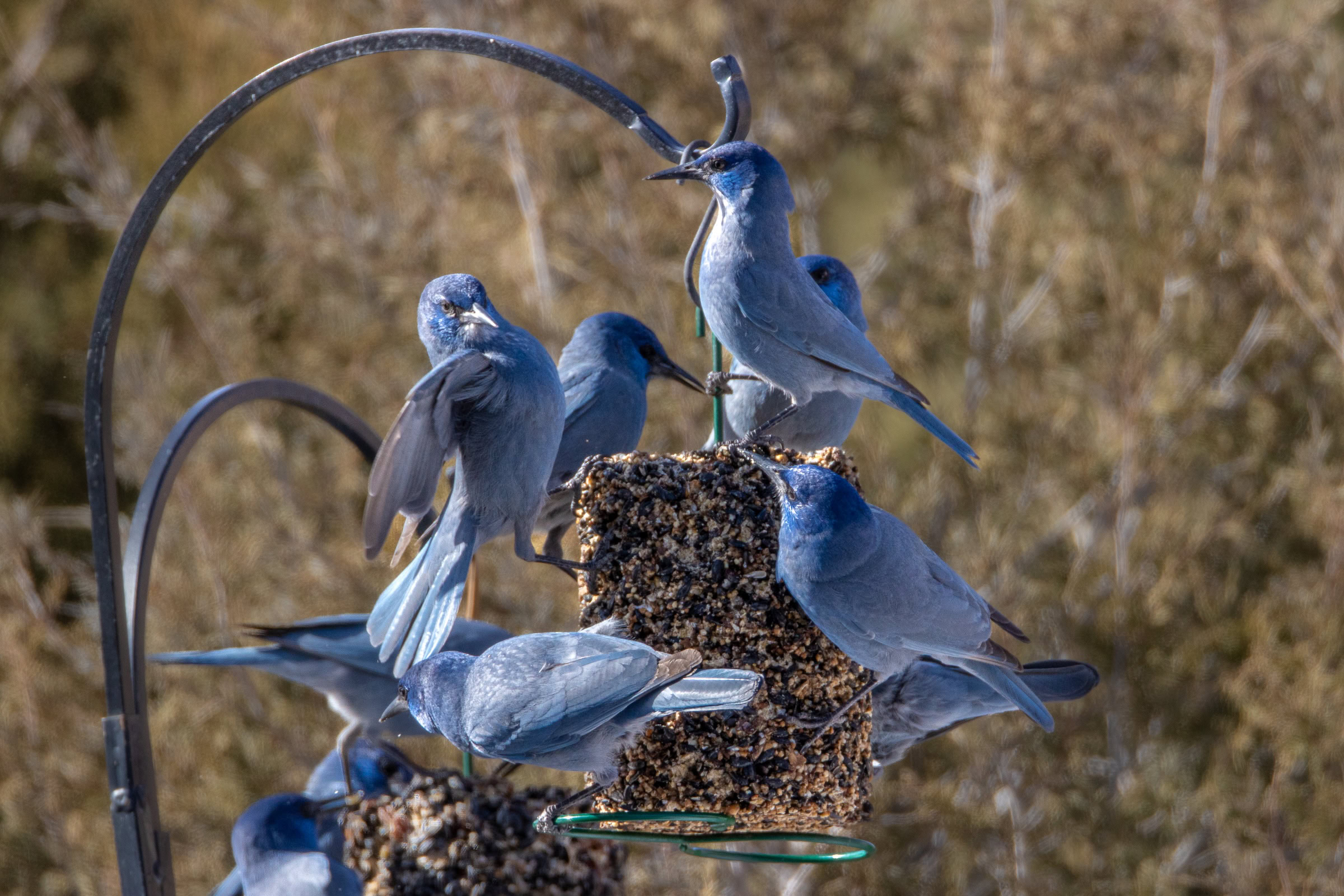 When piñon seed crops are scarce, pinyon jays are forced to seek out other sources of food. Setting up backyard bird feeders can help the species thrive in their native range.