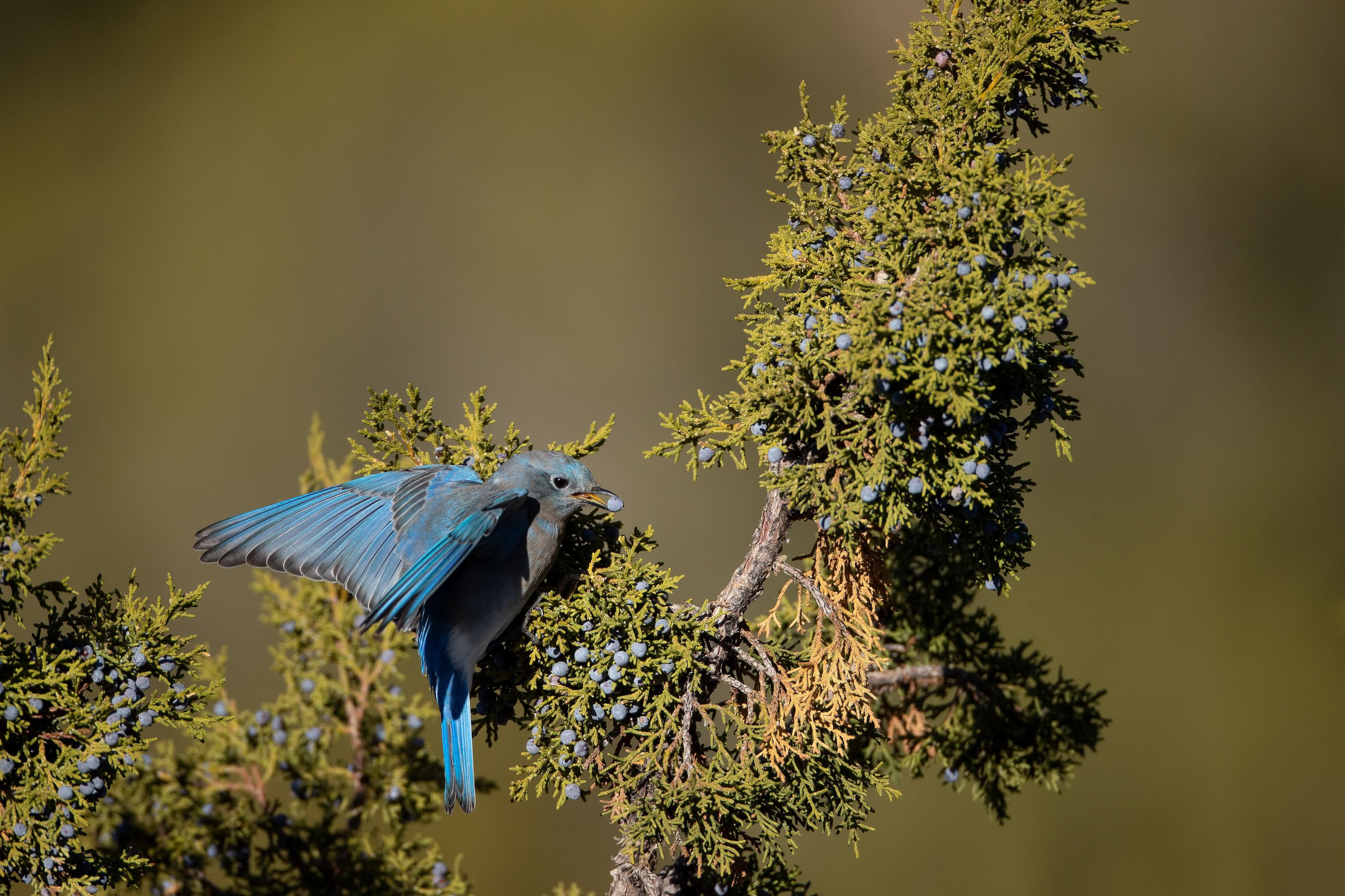 More than 70 species of birds are known to breed in piñon-juniper woodland. In fact, this habitat supports one of the highest proportions of conifer-obligate bird species among forest types in the West. Here, a mountain bluebird feasts on the ripe berries of a juniper tree.