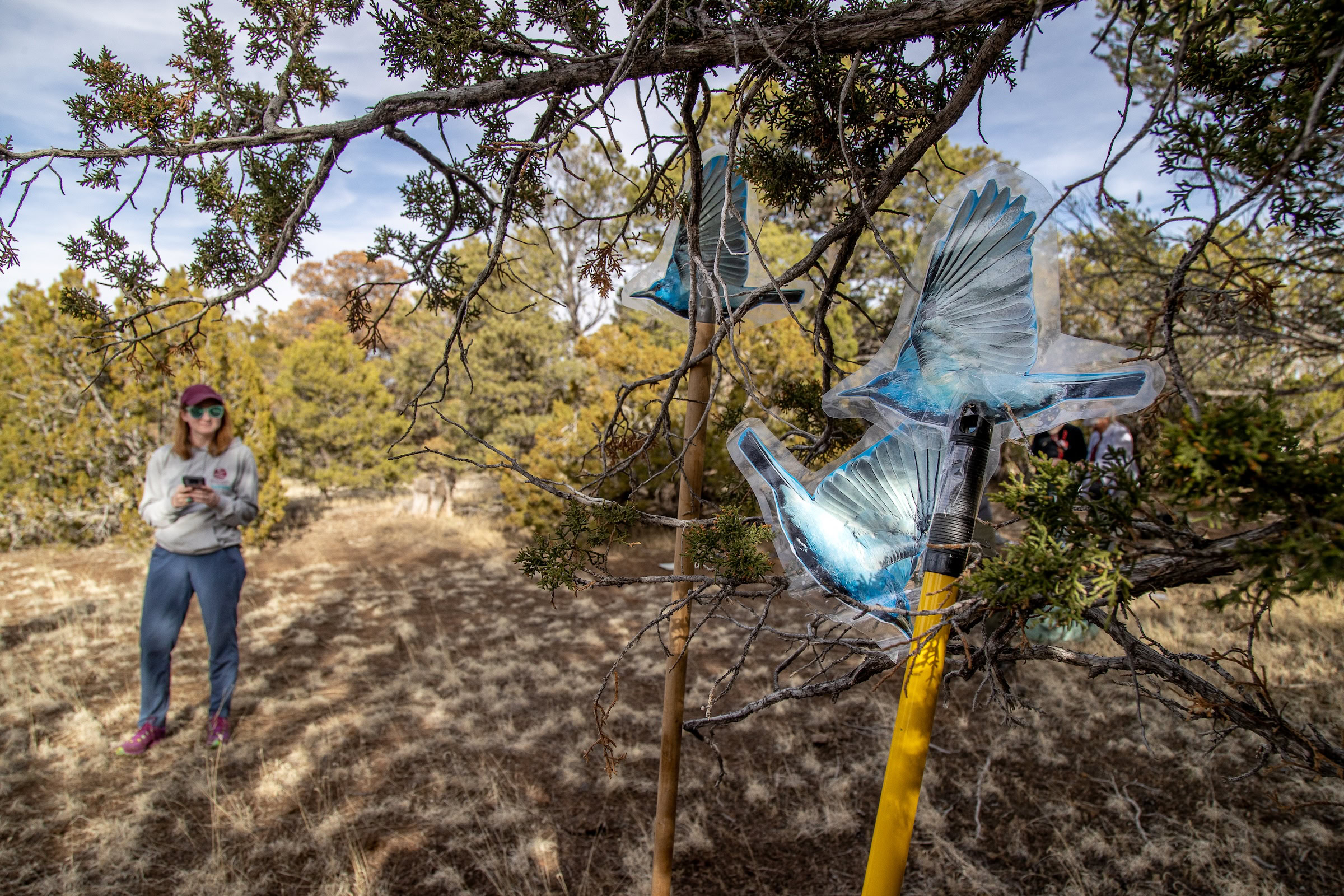 Because pinyon jays can be difficult to identify in the wild, citizen science workshop leaders use anatomically correct photos of both males and females to teach birders how to report observation data.