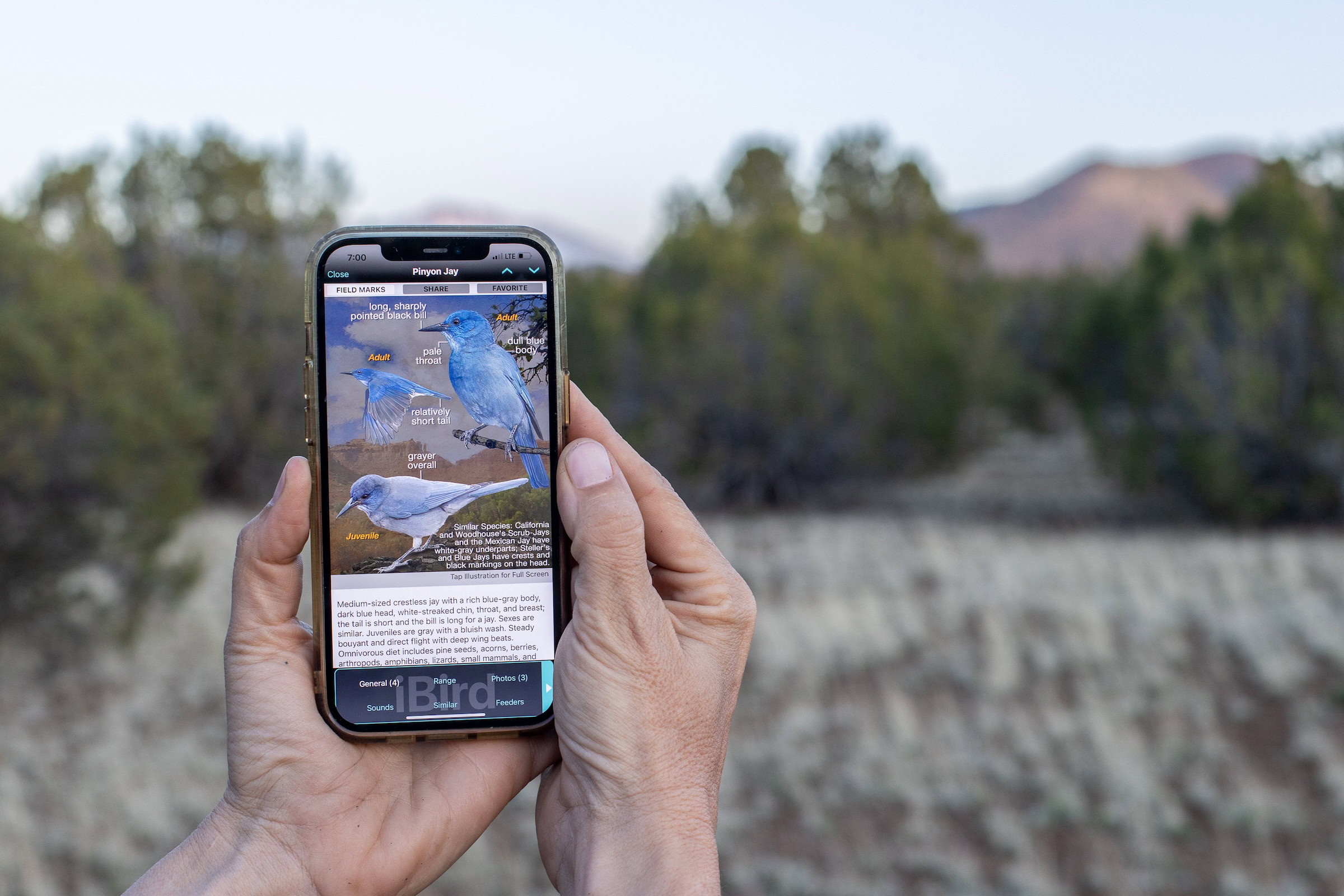 Volunteers surveying for pinyon jays are encouraged to use various smartphone apps to help with species identification and ensure the data is accurate.