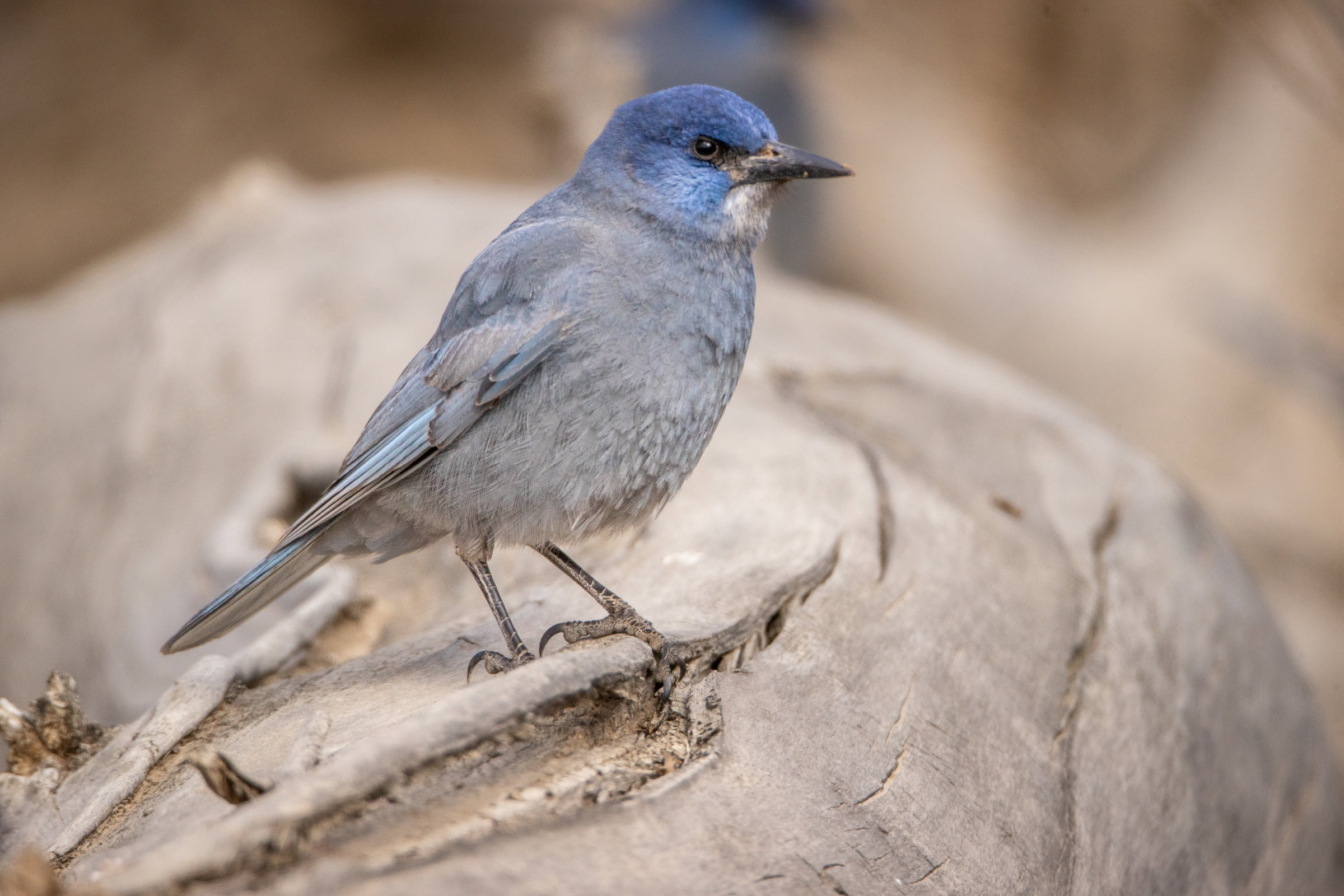 A pinyon jay searches for cached nuts and insects in a burned tree. Other sources of food will become increasingly important if fire, drought, and development continue to alter and degrade piñon woodlands.