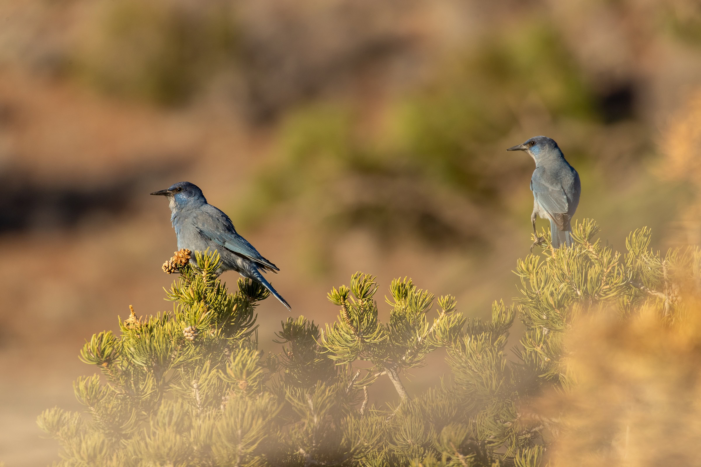 Pinyon jays evolved over thousands of years in tandem with piñon pines and are closely tied to the life cycle of these coniferous trees, nesting in their branches and feeding on their seeds year-round.