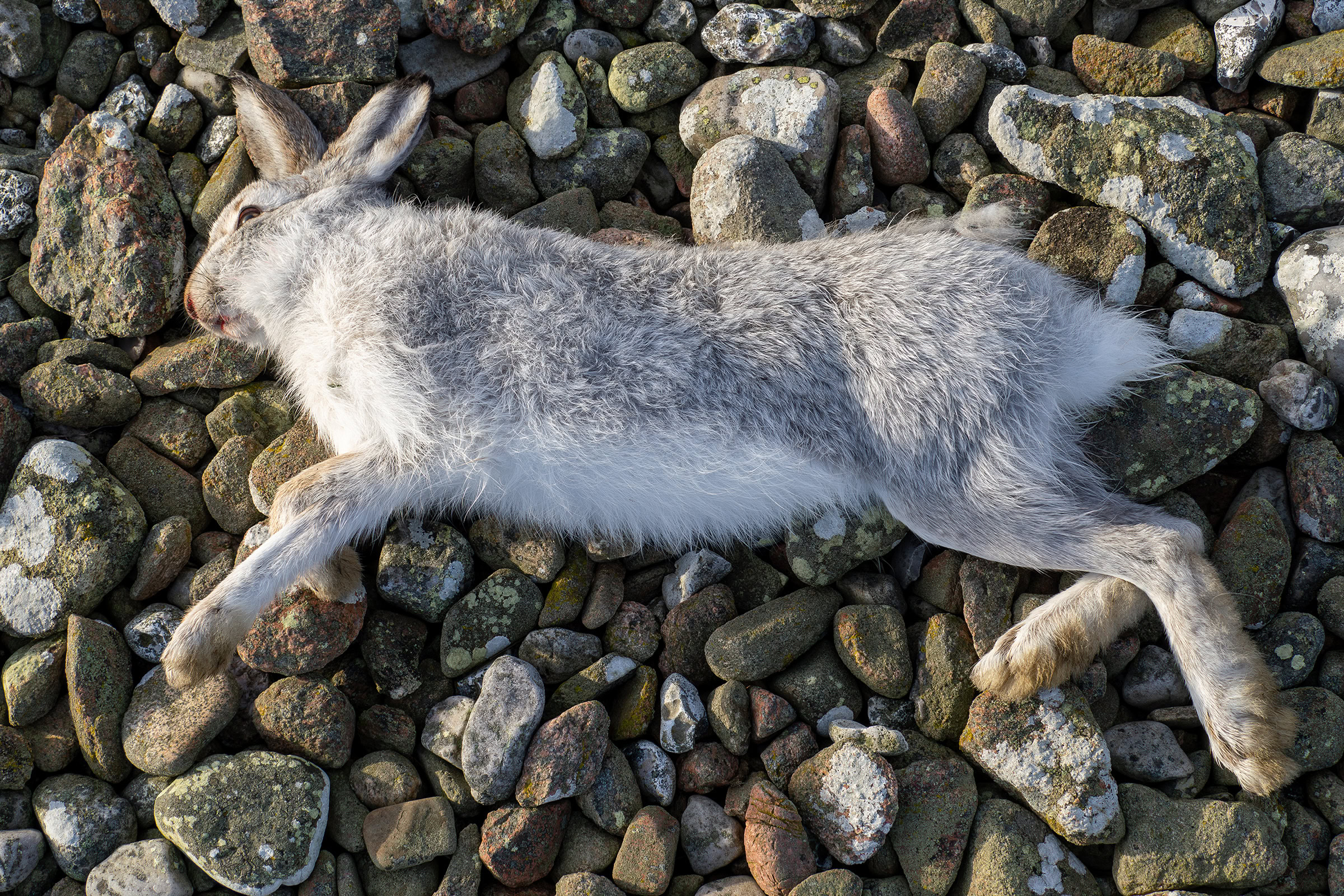 A dead heath hare on rocky ground