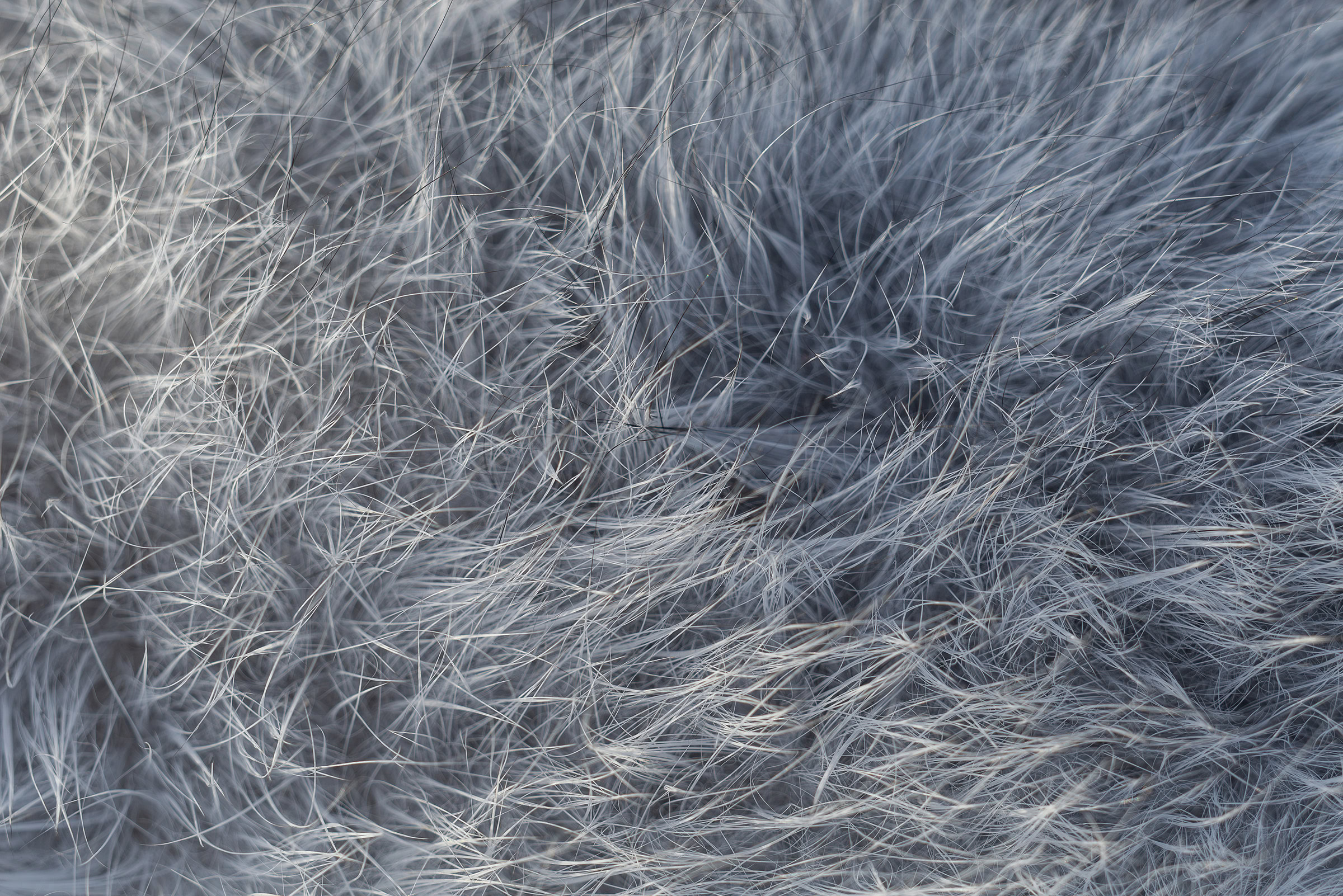A close-up of the blue-gray fur of the heath hare