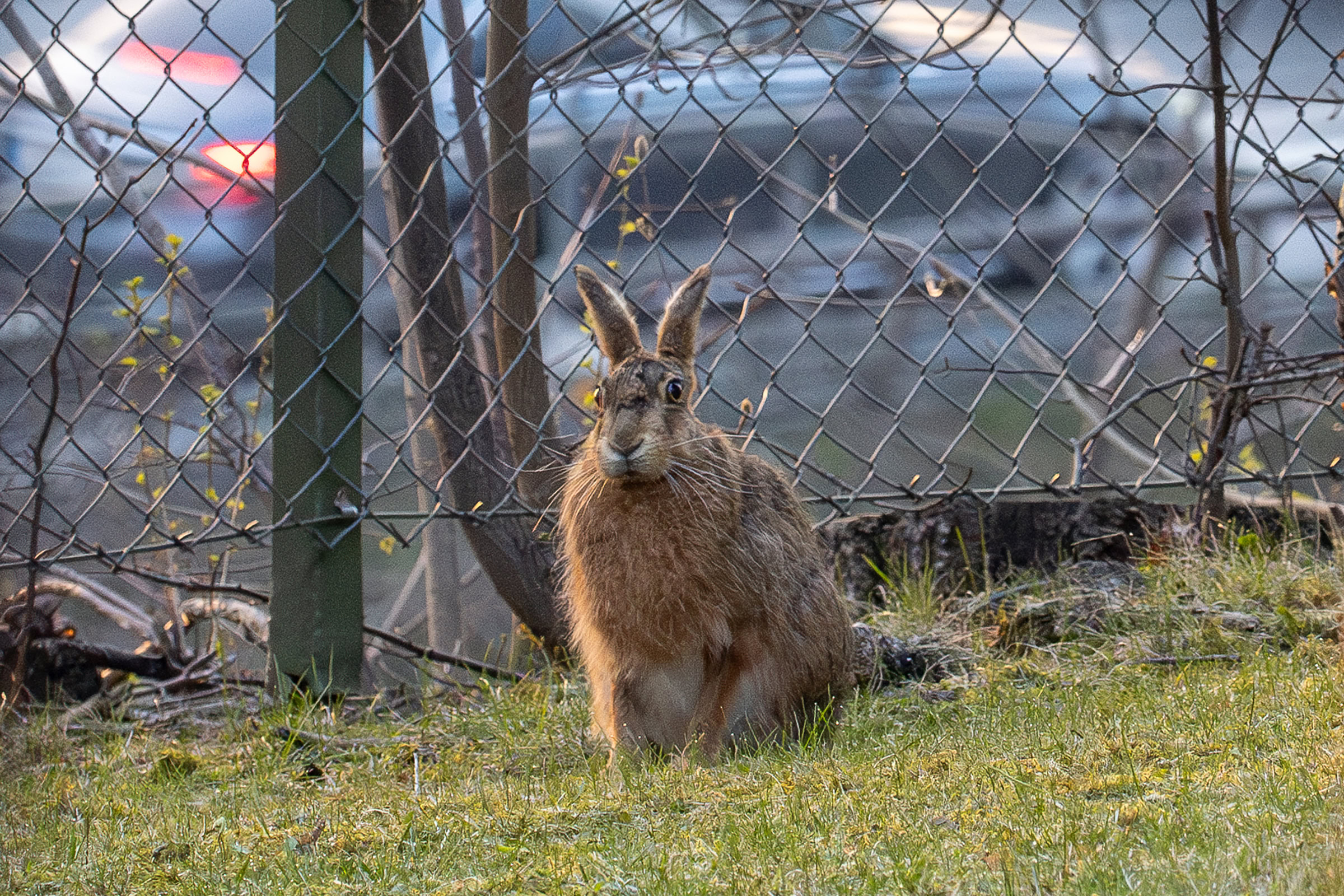 A European brown hare in Stockholm
