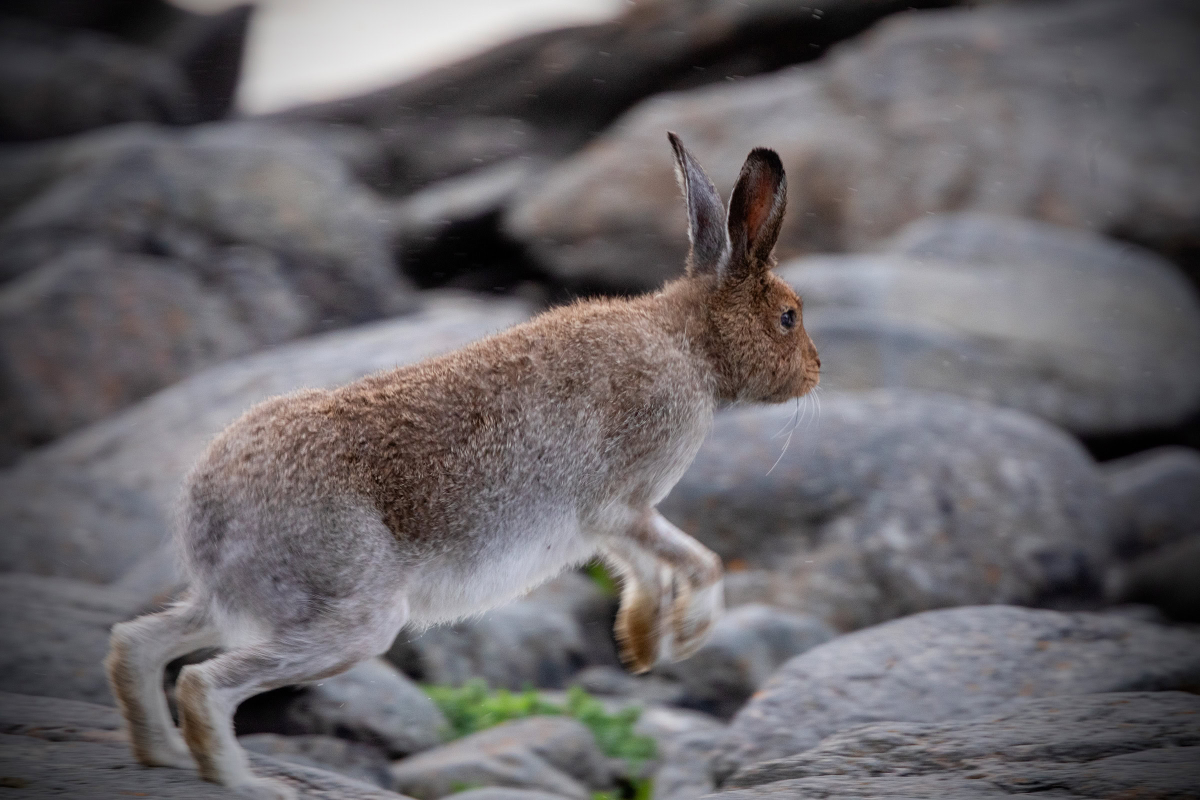 A heath hare jumping from rock to rock
