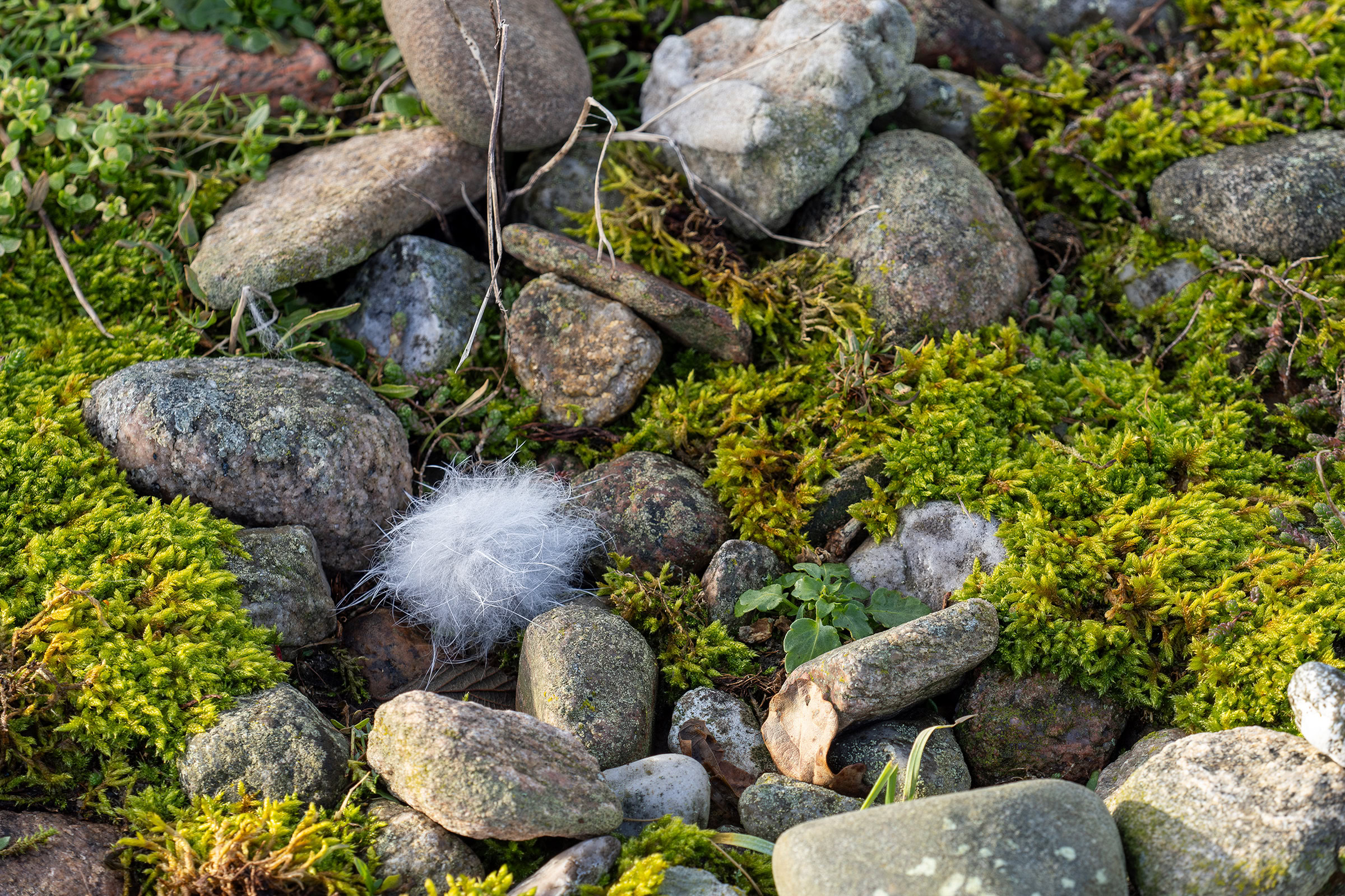 A tuft of blue-gray fur from a heath hare