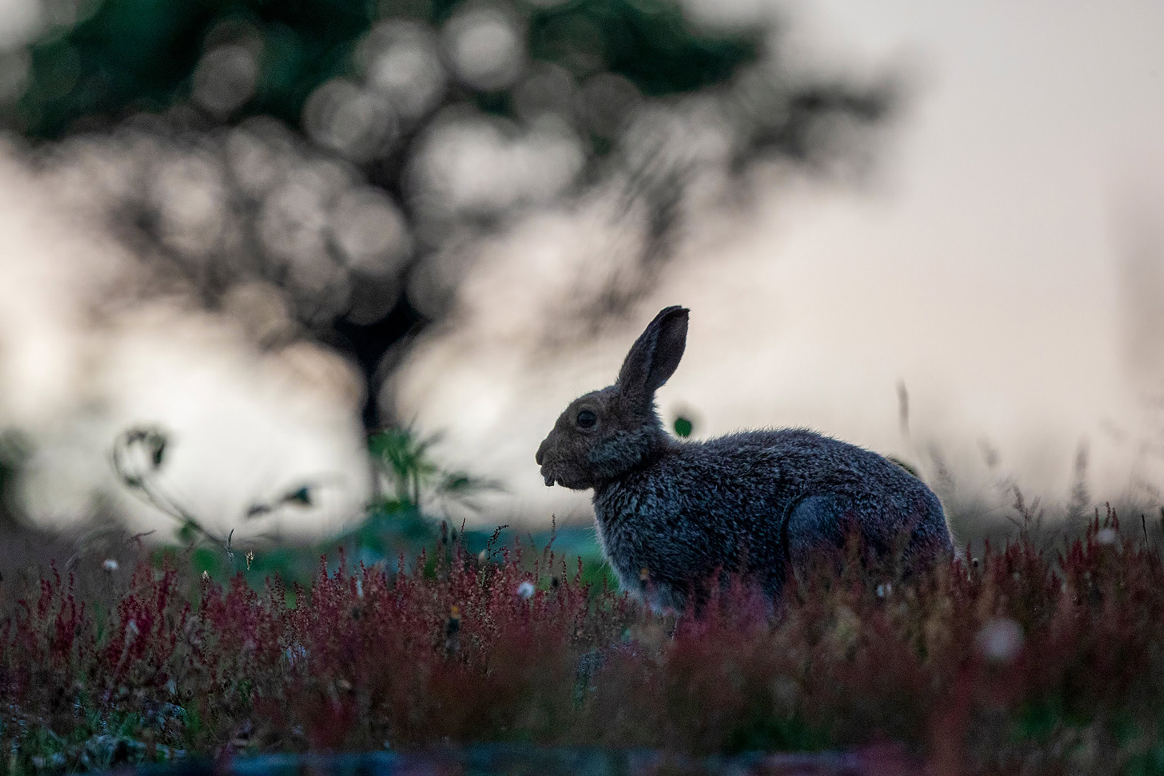 An image of a heath hare