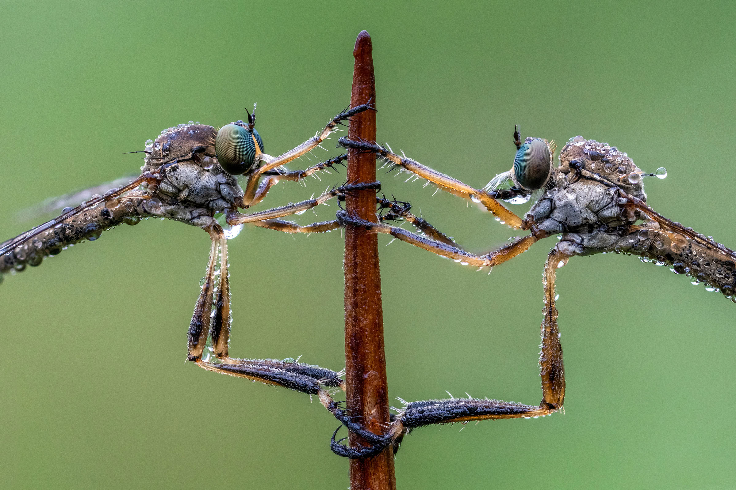 Two robberflies covered in dew perched on a blade of grass
