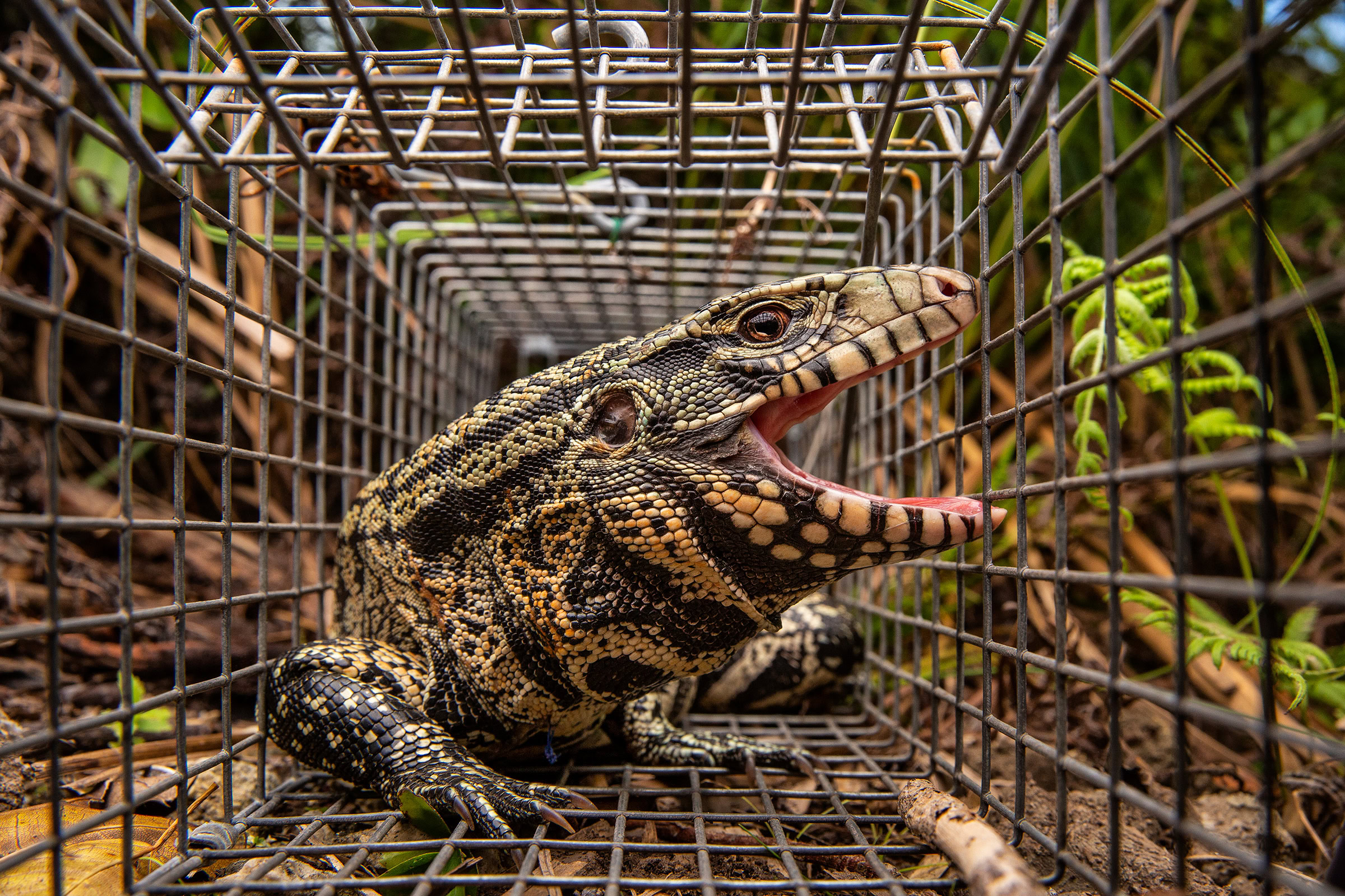 An Argentine tegu caught in a trap in Florida. Released as unwanted pets, the invasive species are actively culled by wildlife officials to protect the local ecosystem. Photograph by Karine Aigner / Nature Picture Library