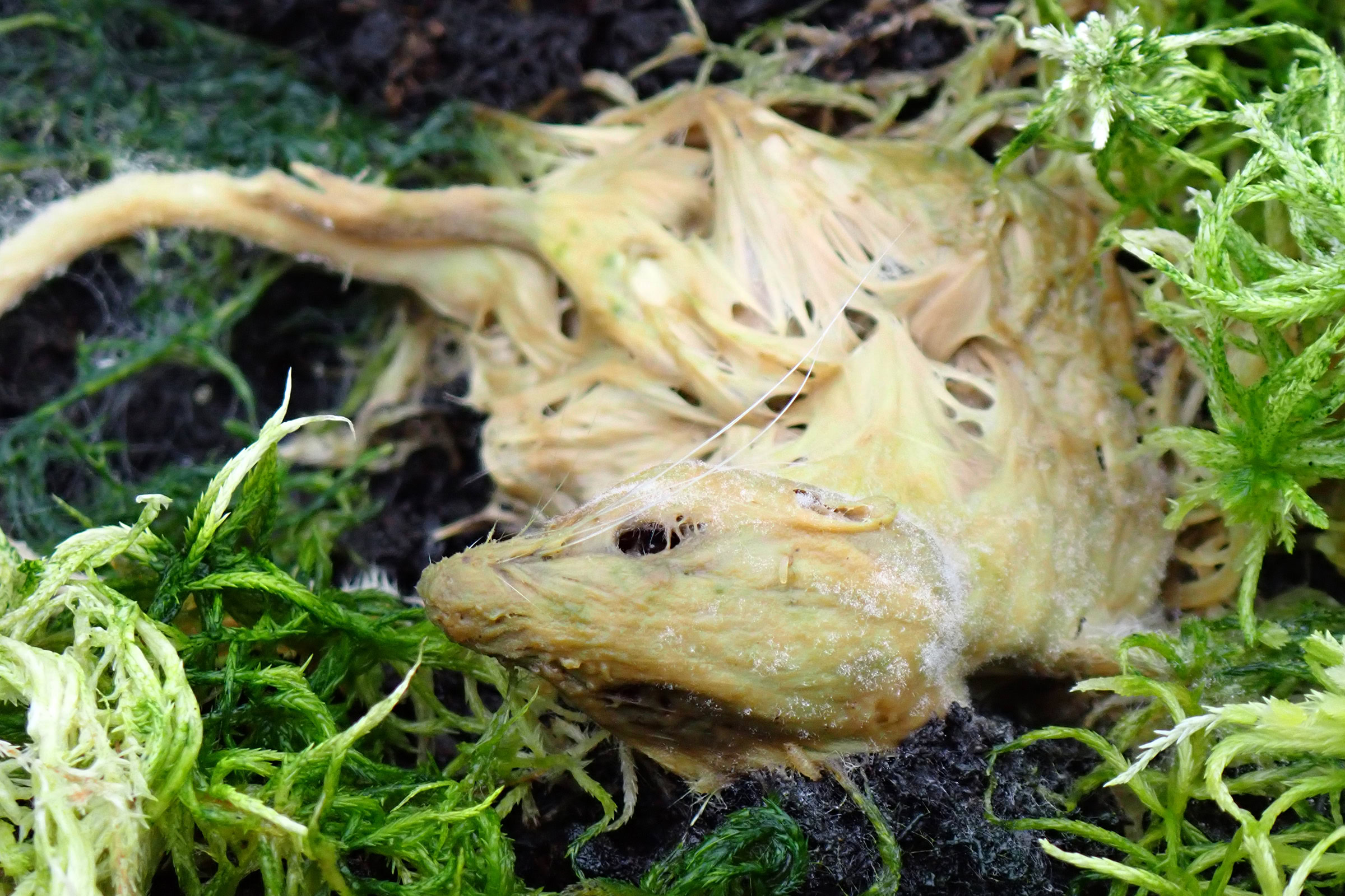 By studying decaying mammals such as this lab mouse, researchers are uncovering how nutrients cycle through ecosystems with the assistance of fungi, bacteria, and other microbial organisms. Photograph courtesy of Hannah Noel / Jennifer DeBruyn Lab