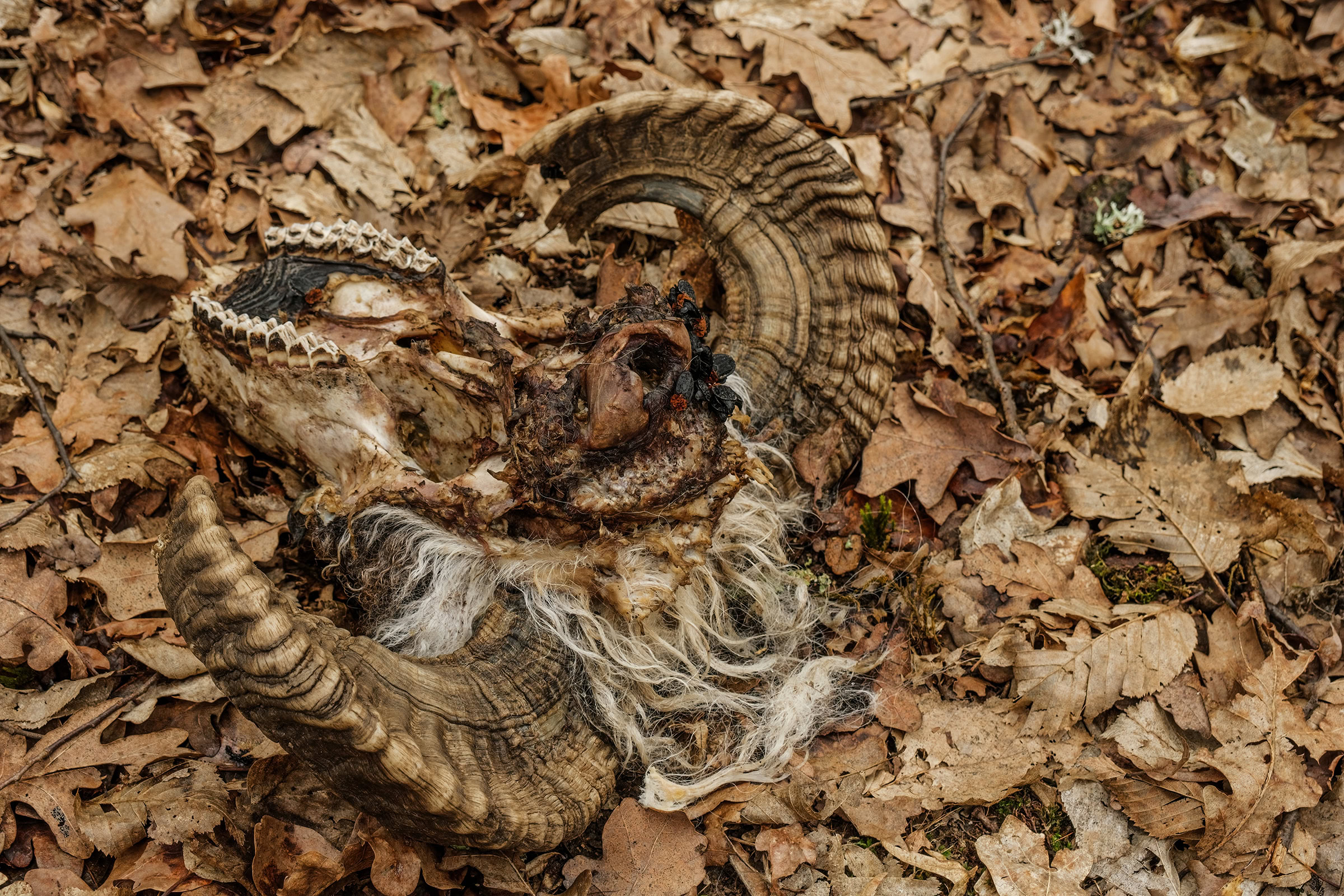 Carrion beetles feeding on the skull of a decaying ram. Photograph by Roberto Sorin / Shutterstock