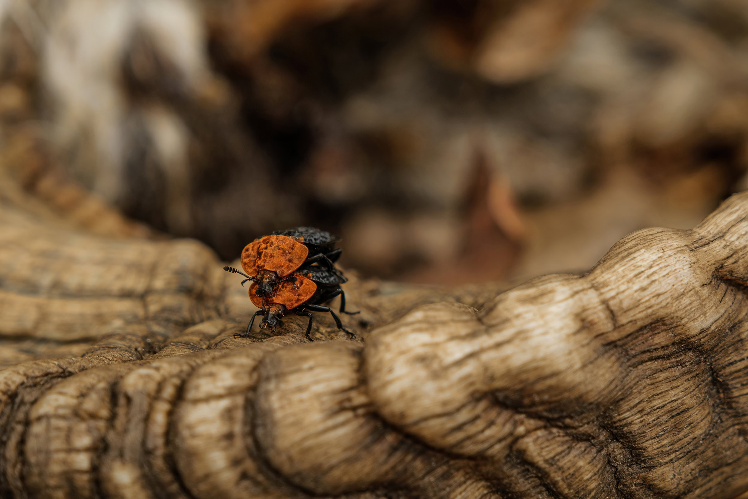 Insects, such as this carrion beetle, are just the most noticeable members of the cadre of creatures that accelerate decay. Many millions of microbes are invisibly at work shuttling the nutrients of the formerly living into the surrounding soils. Photograph by Roberto Sorin / Shutterstock