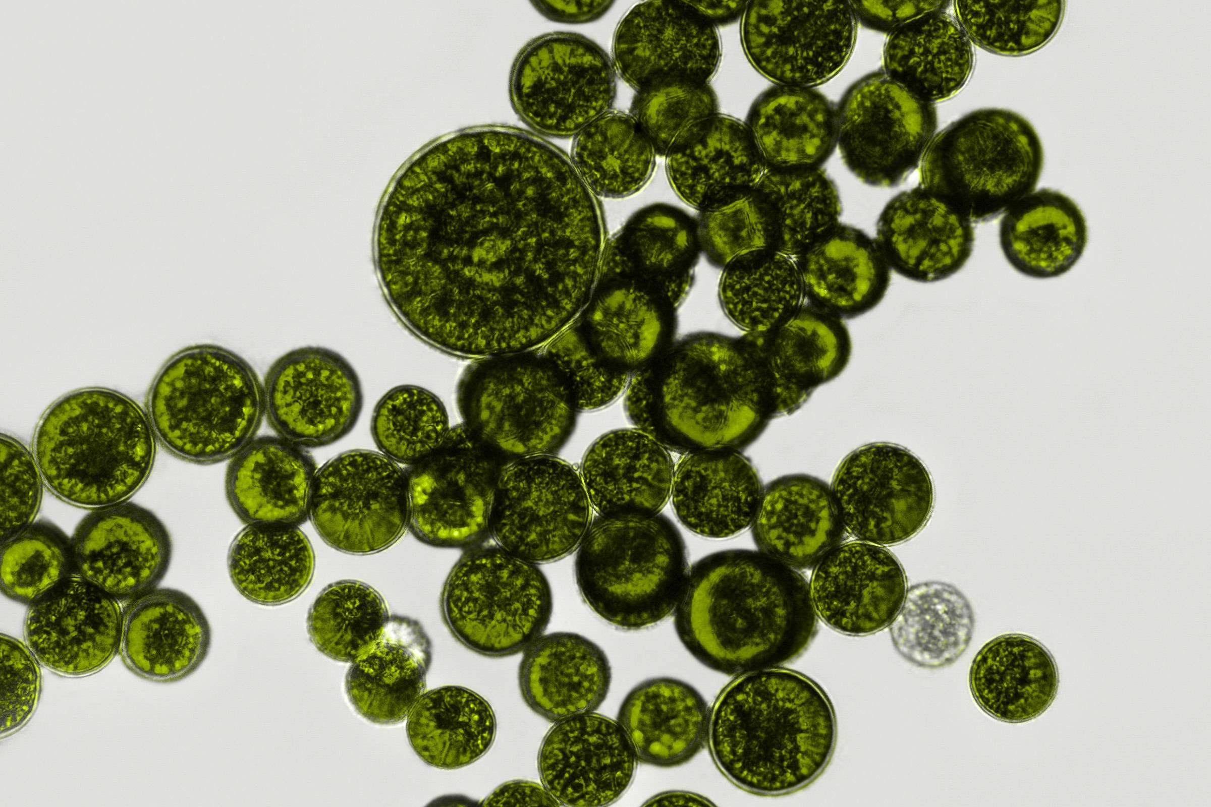 Microscopic bacteria from the guts of living creatures, such as those shown here, can influence the rate of decay after death. Photograph by Elif Bayraktar / Shutterstock