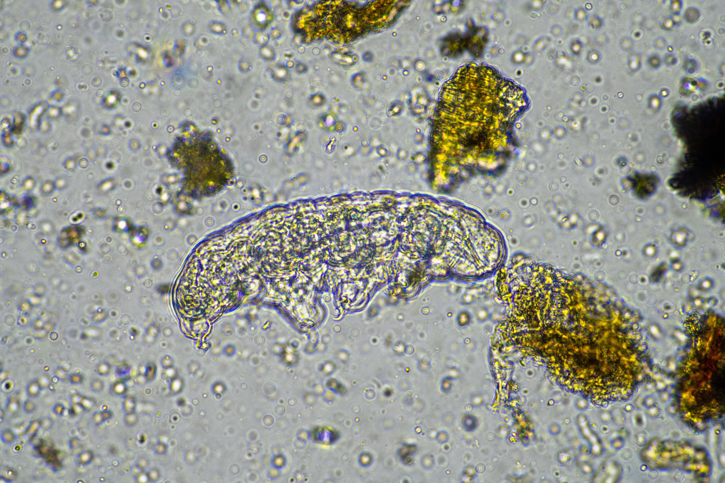 With death comes life, as soil microorganisms, like those seen here, proliferate in response to the flood of nutrients unleashed by the decay of larger life-forms. Photograph by William Edge / Shutterstock