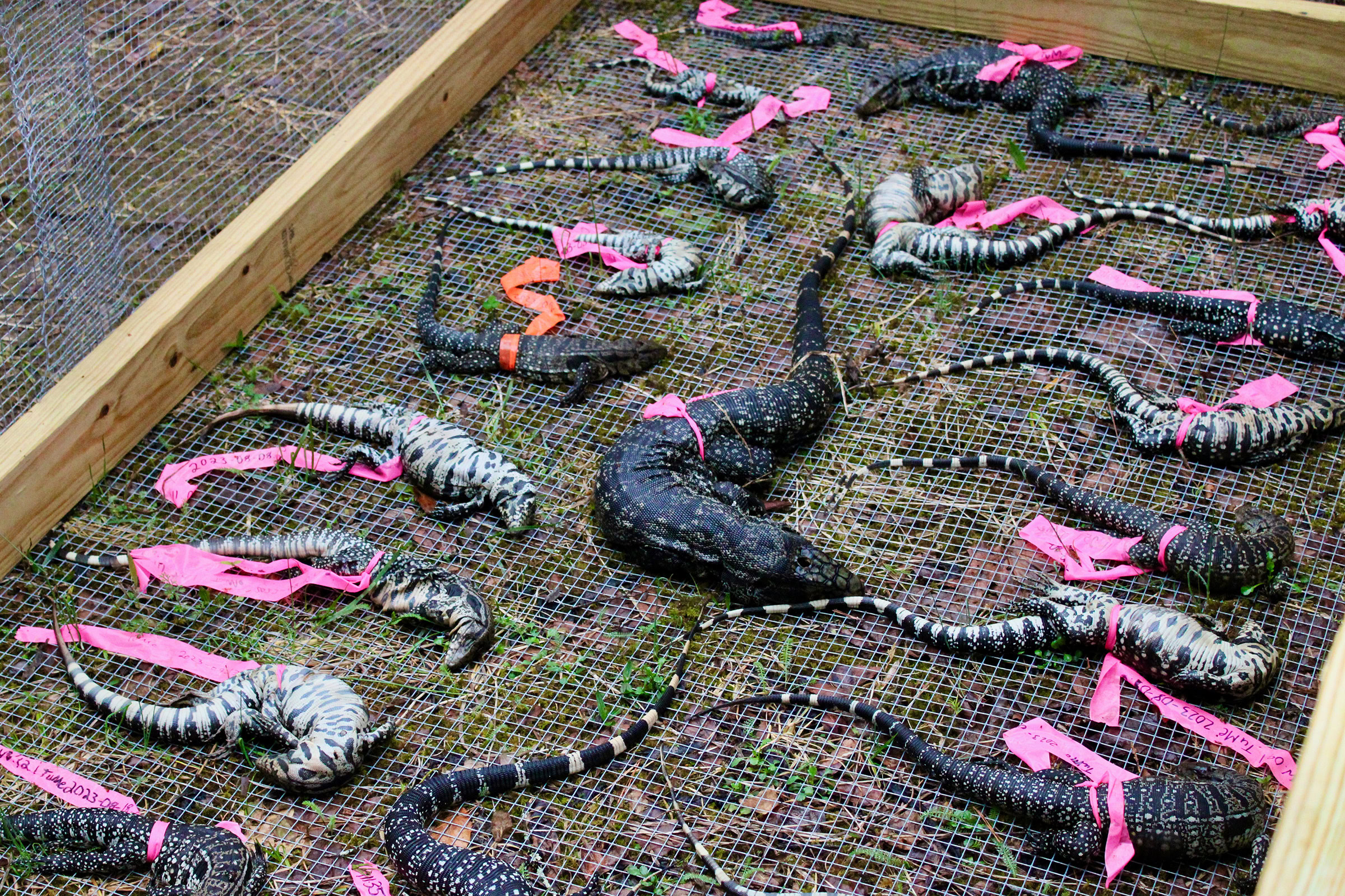 More than two dozen dead tegu lizards in various stages of decomposition at a study site in Knoxville, Tenn. Photograph by Stephen Ornes