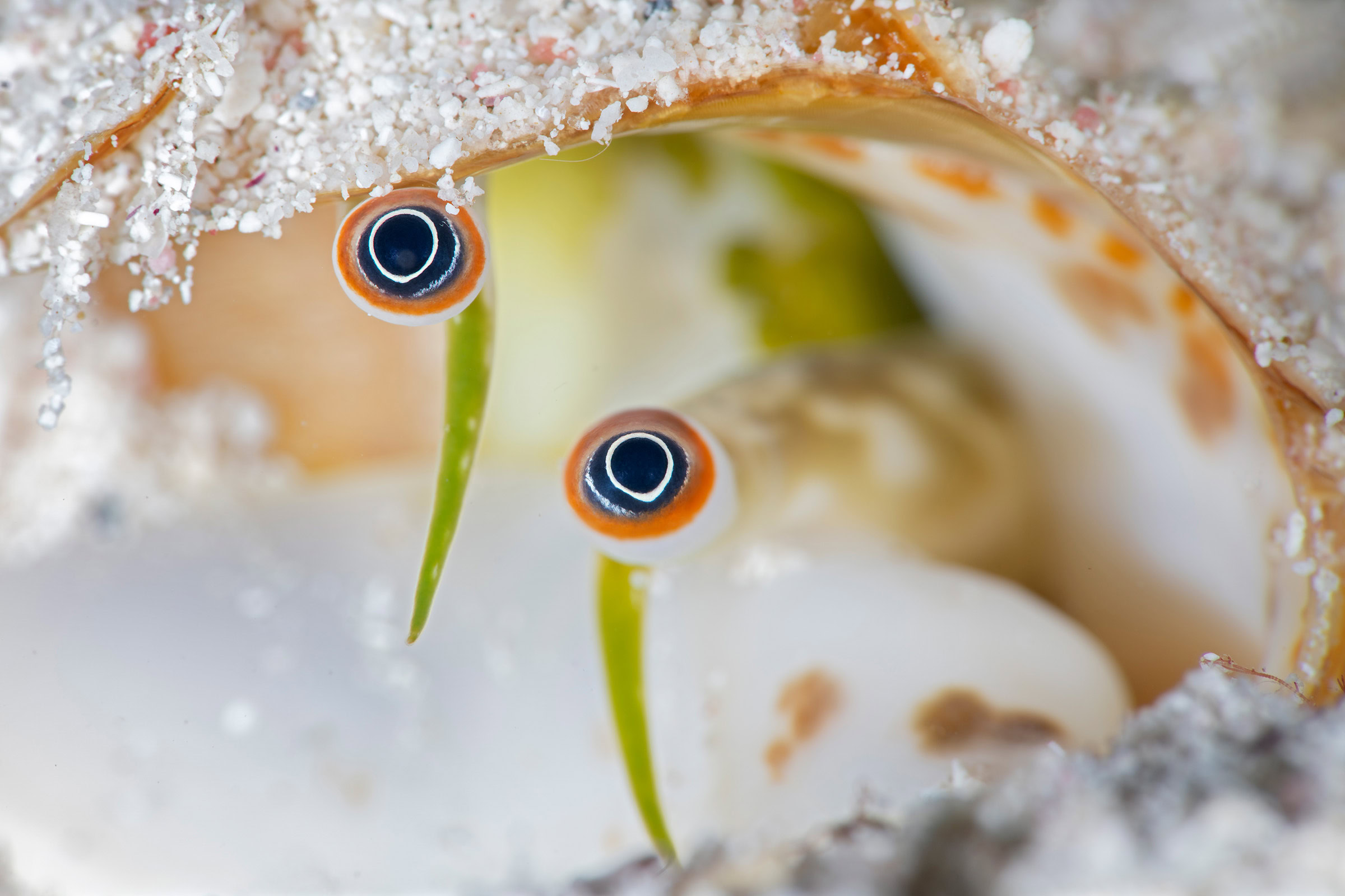 A conch peers into the camera with its two bulbous eyes.