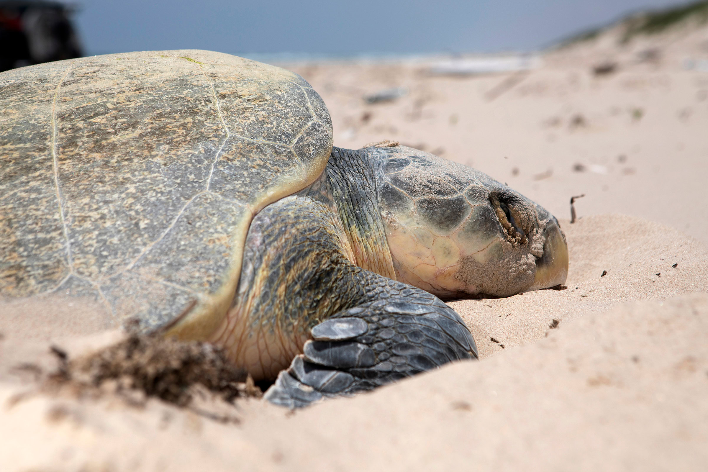 Kemp’s ridleys, such as the adult female seen here, are the world’s most endangered turtles, with nearly the entire population nesting on one short stretch of coastline in Mexico.