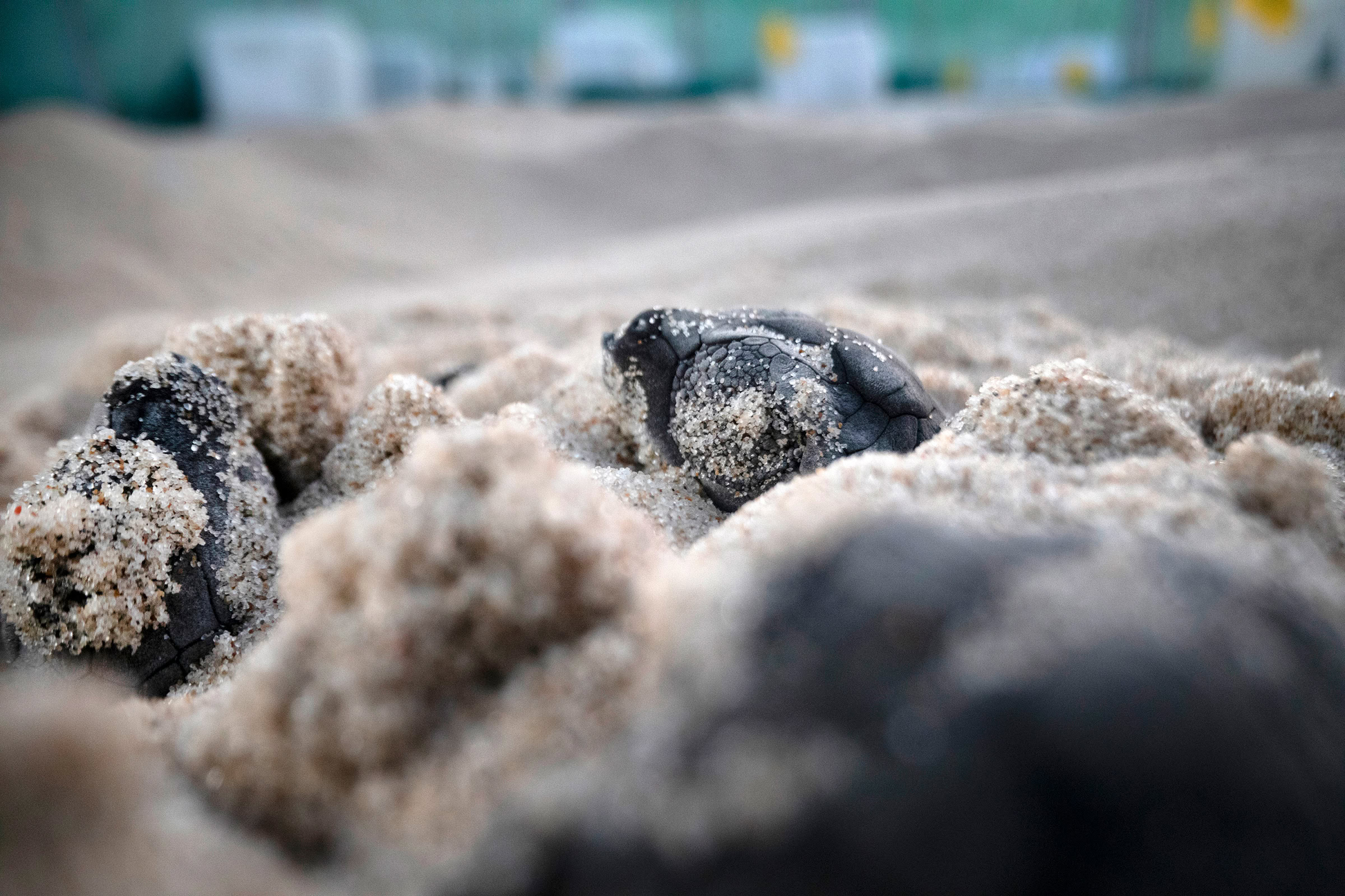 Kemp’s ridley hatchlings start to nuzzle out of their sandy nests inside a protected beach corral on Padre Island National Seashore.