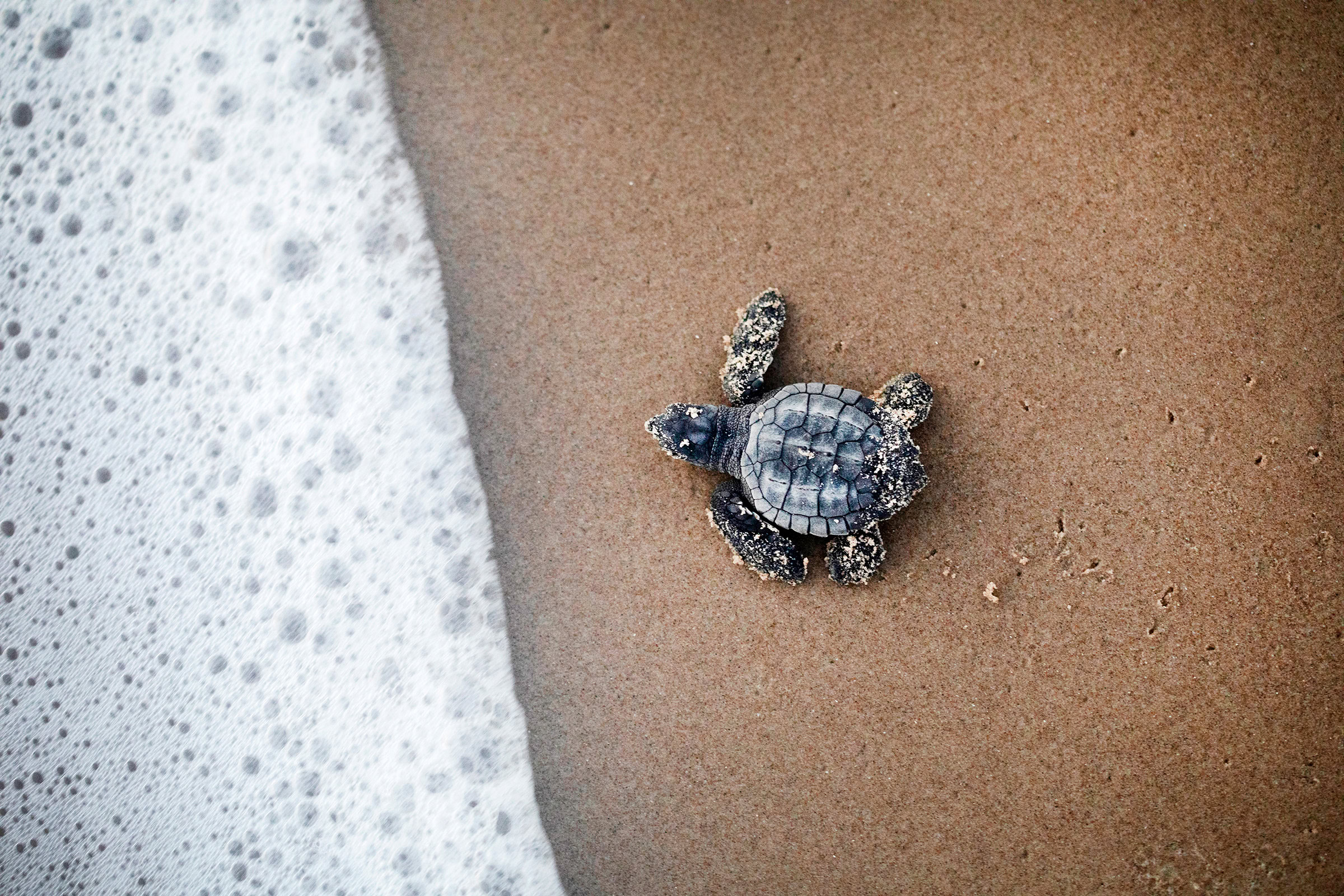 Kemp’s ridleys, like many turtles, imprint on the beaches where they are born, with females returning years later to nest in the same location.