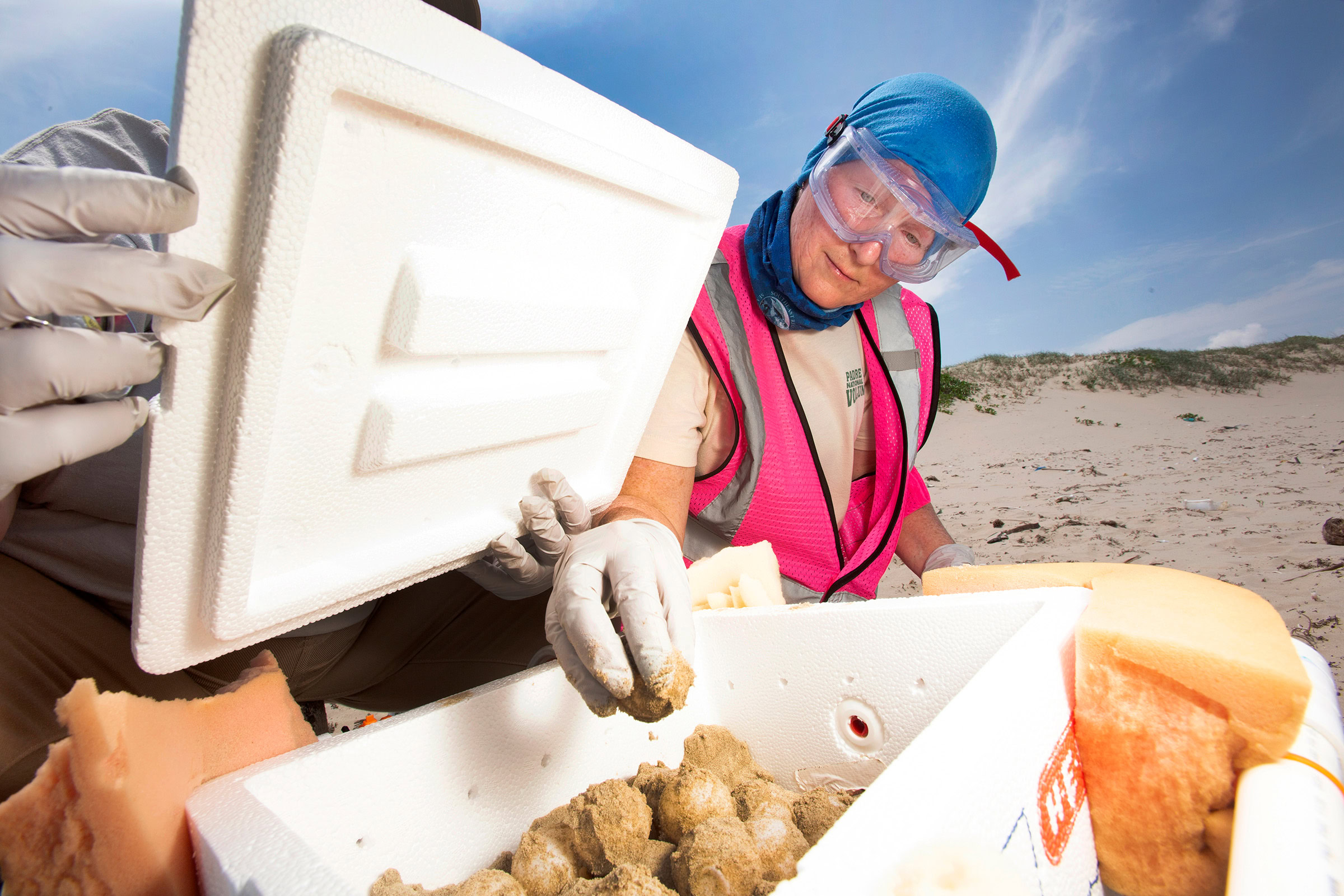 Volunteers Melanie Morales (left) and Penny Mitchell (right) with the Padre Island Division of Sea Turtle Science and Recovery carefully place Kemp’s ridley eggs into a cooler for transport from the beach to a hatching facility.
