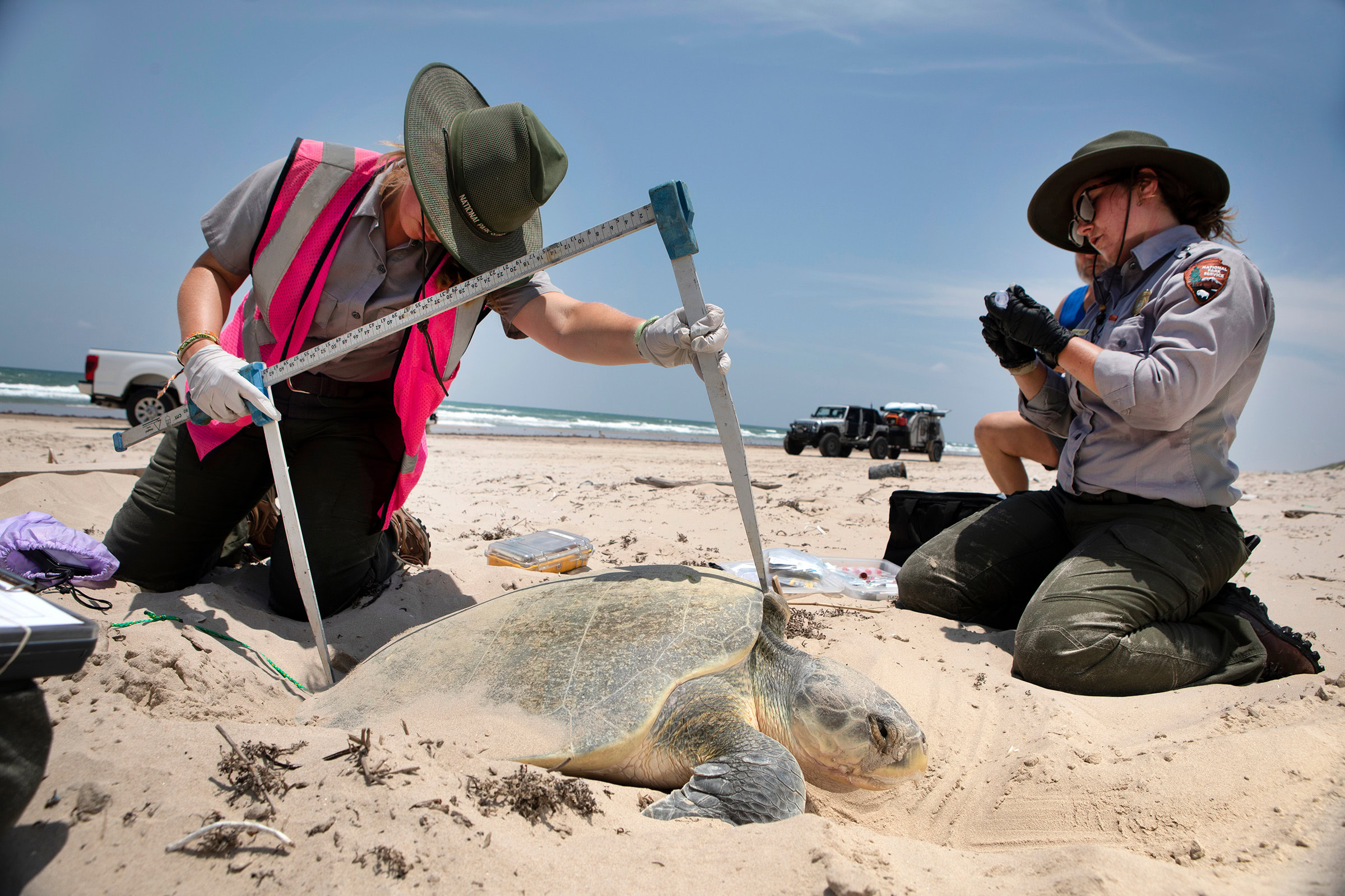 National Park Service biologists Madison Barber (left) and Mackenzie Merrill (right) from the Padre Island Division of Sea Turtle Science and Recovery record the carapace length of a nesting Kemp’s ridley.