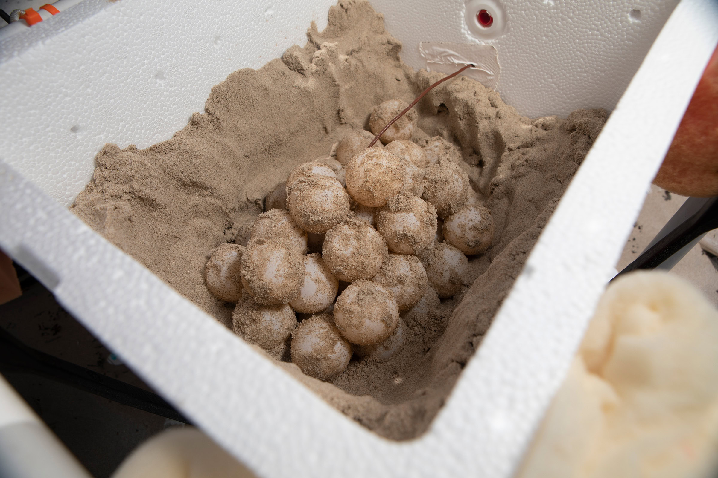 Kemp’s ridley eggs in a cooler, en route to the Padre Island National Seashore hatching facility. Once they arrive, the eggs will be monitored around the clock by staff and volunteers to ensure they develop under ideal temperatures and humidity levels.