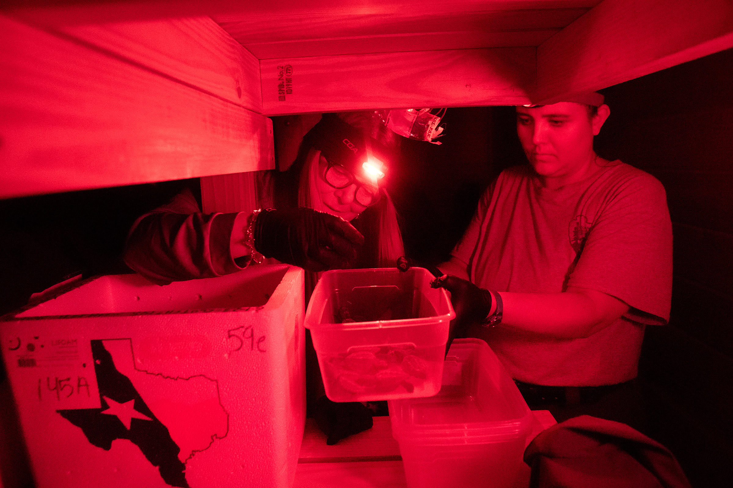 Using red headlamps so as to not interfere with the turtles’ light sensitivity, National Park Service biologist Donna Shaver (left) and volunteer Shay Townson (right) collect young Kemp’s ridleys for their journey from hatching facility to ocean.