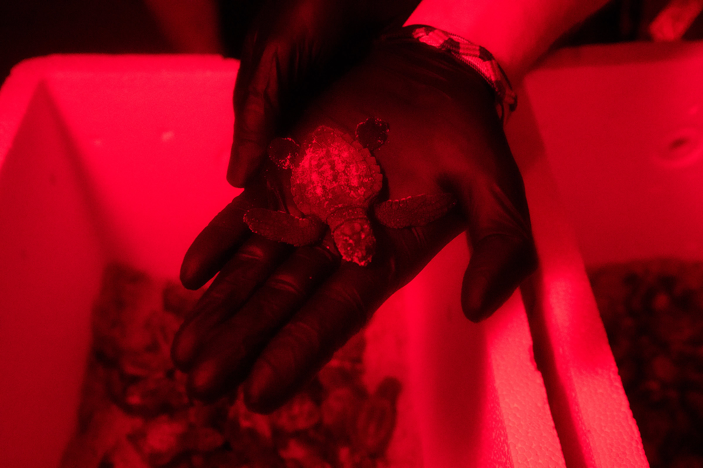 A member of the Padre Island Division of Sea Turtle Science and Recovery holds a Kemp’s ridley hatchling, soon to be released into the ocean.