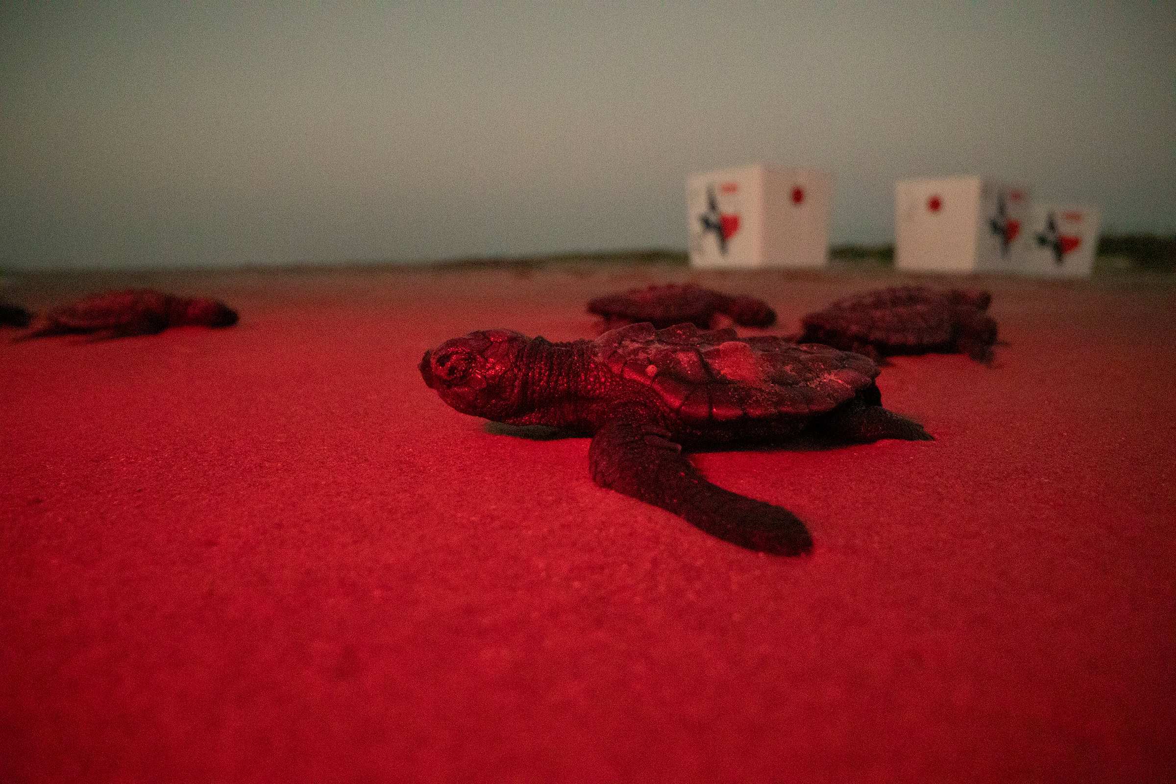 A Kemp’s ridley hatchling crawls toward the ocean.