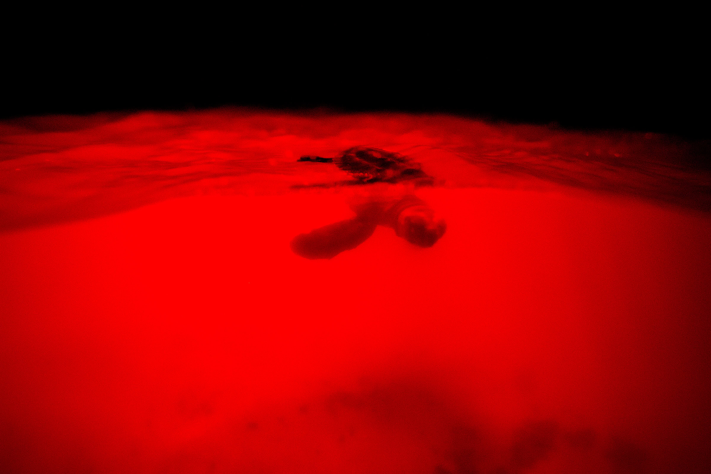 A Kemp’s ridley hatchling swims in the ocean for the first time.