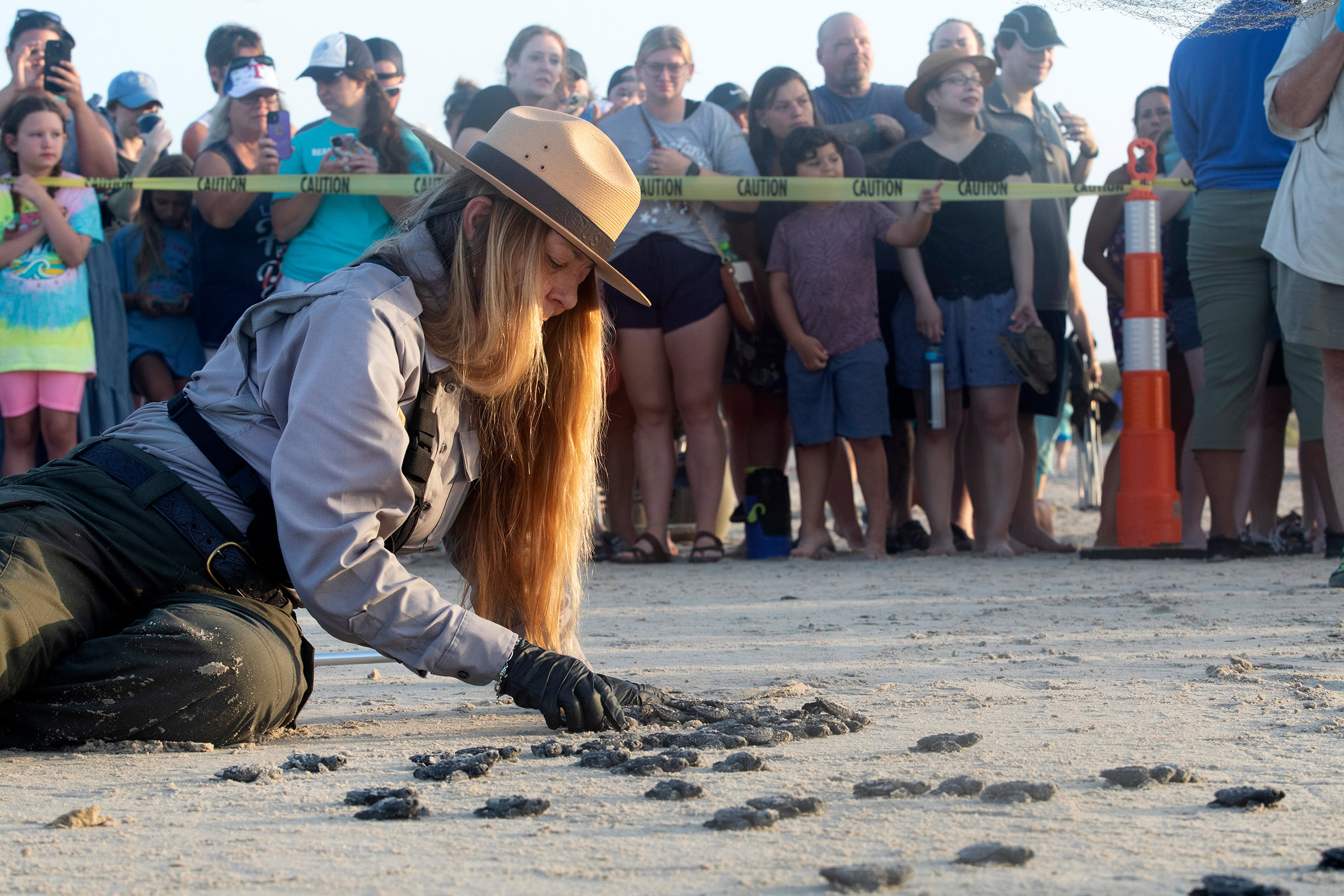 National Park Service biologist Donna Shaver releases dozens of Kemp’s ridley hatchlings in front of a crowd of onlookers.