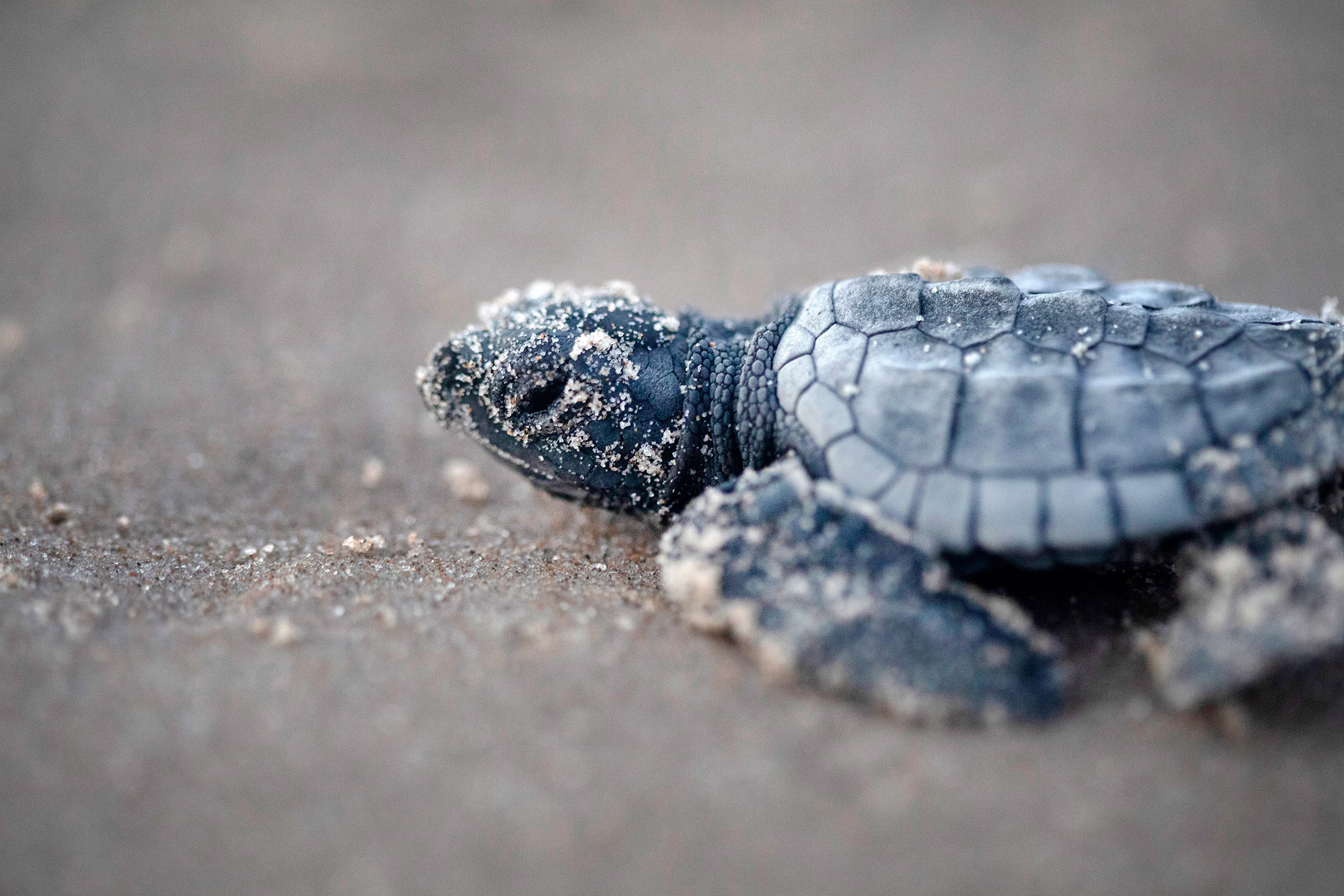 Specks of sand cling to a Kemp’s ridley sea turtle hatchling as it makes its way to the ocean.