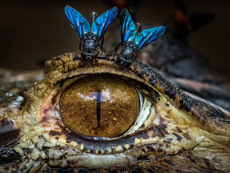 Horseflies bite the fleshy tissue surrounding the ye of a black caiman.