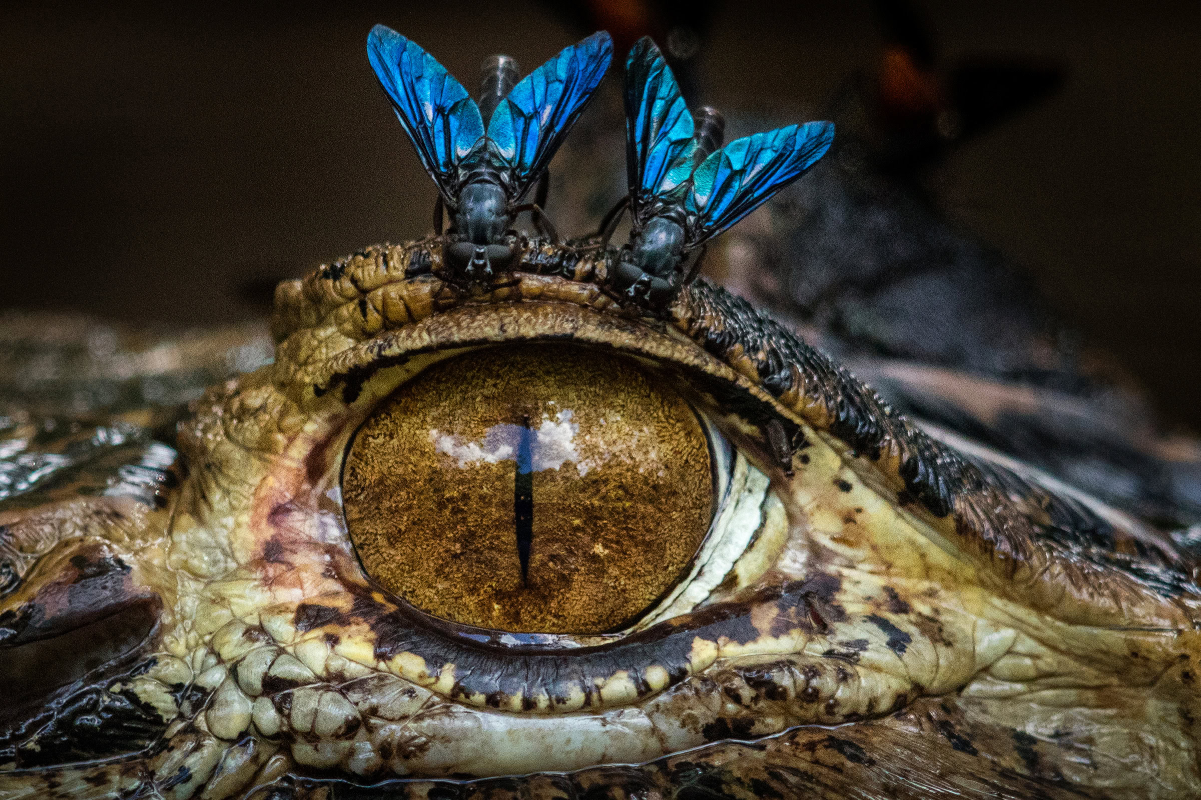 Horseflies bite the fleshy tissue surrounding the ye of a black caiman.