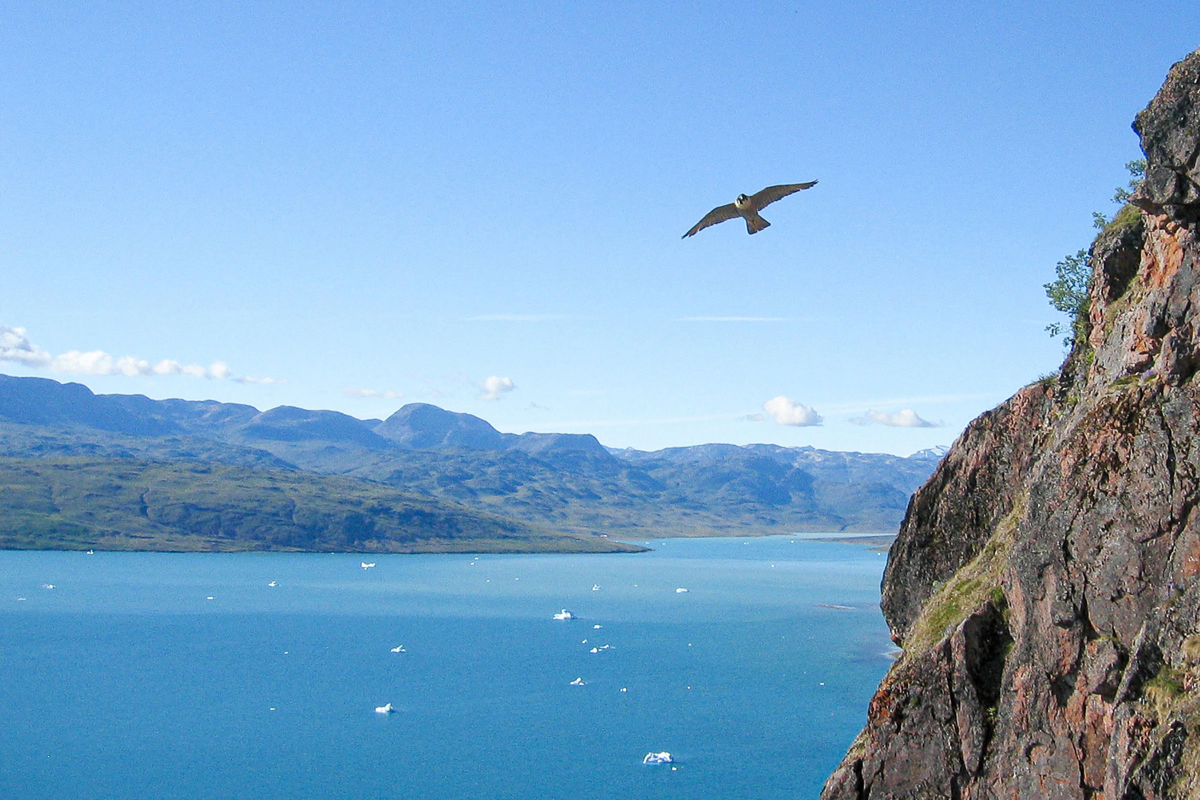 Scientists who study peregrine falcons in Greenland must be comfortable scaling rock walls as “a necessary means of transportation.” Photo by Knud Falk