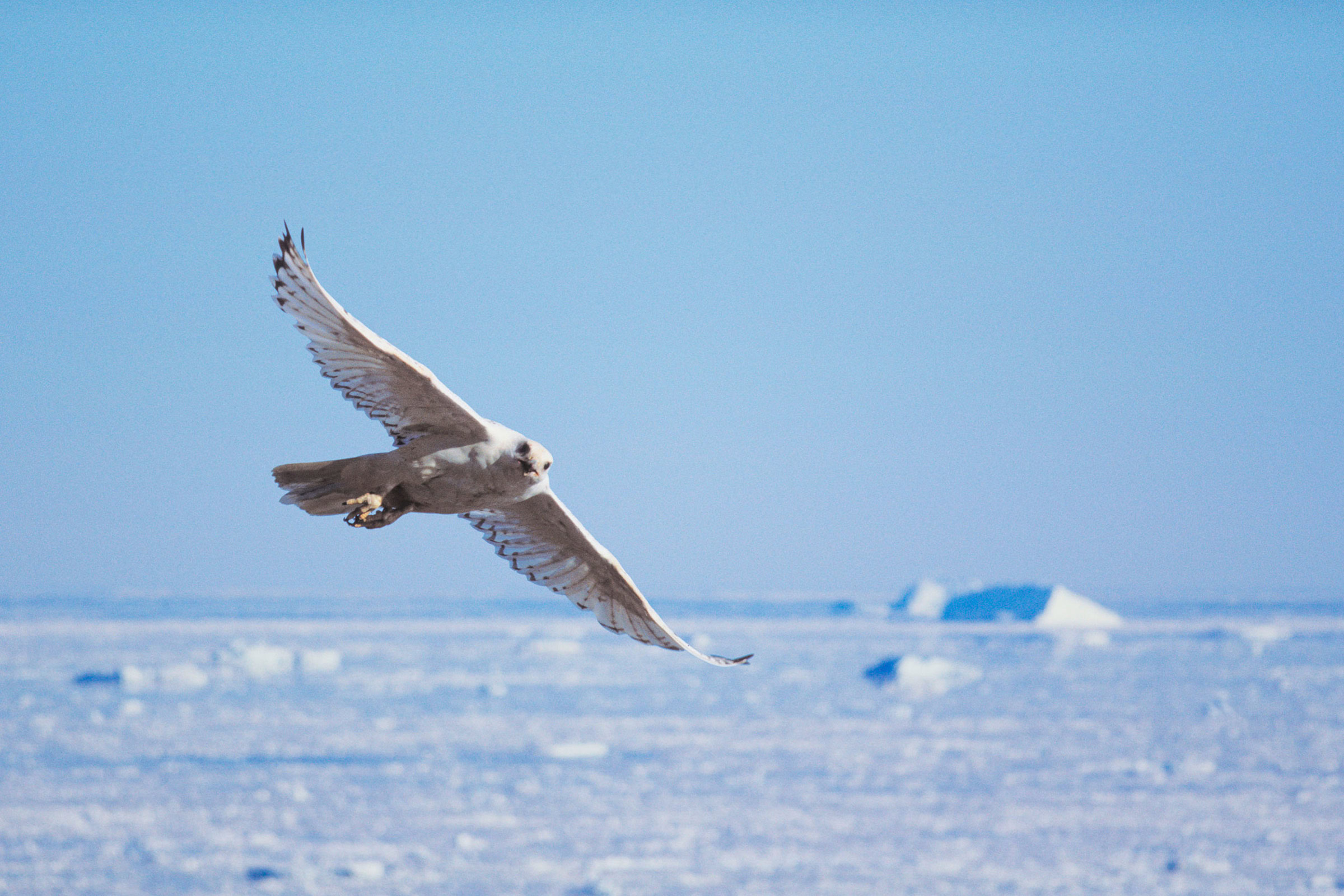 In Greenland, as peregrine falcons move further north, they may be edging out populations of long-resident gyrfalcons, pictured here. Photo by Jack Stephens/Alamy Stock Photo